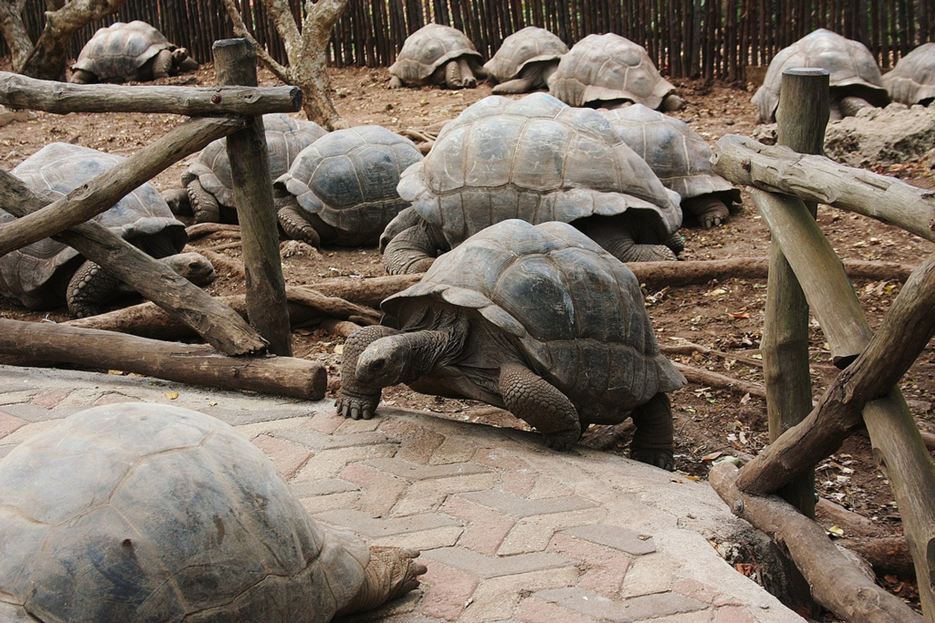 Tortoises de Bebê Gigante na Ilha da Prisão