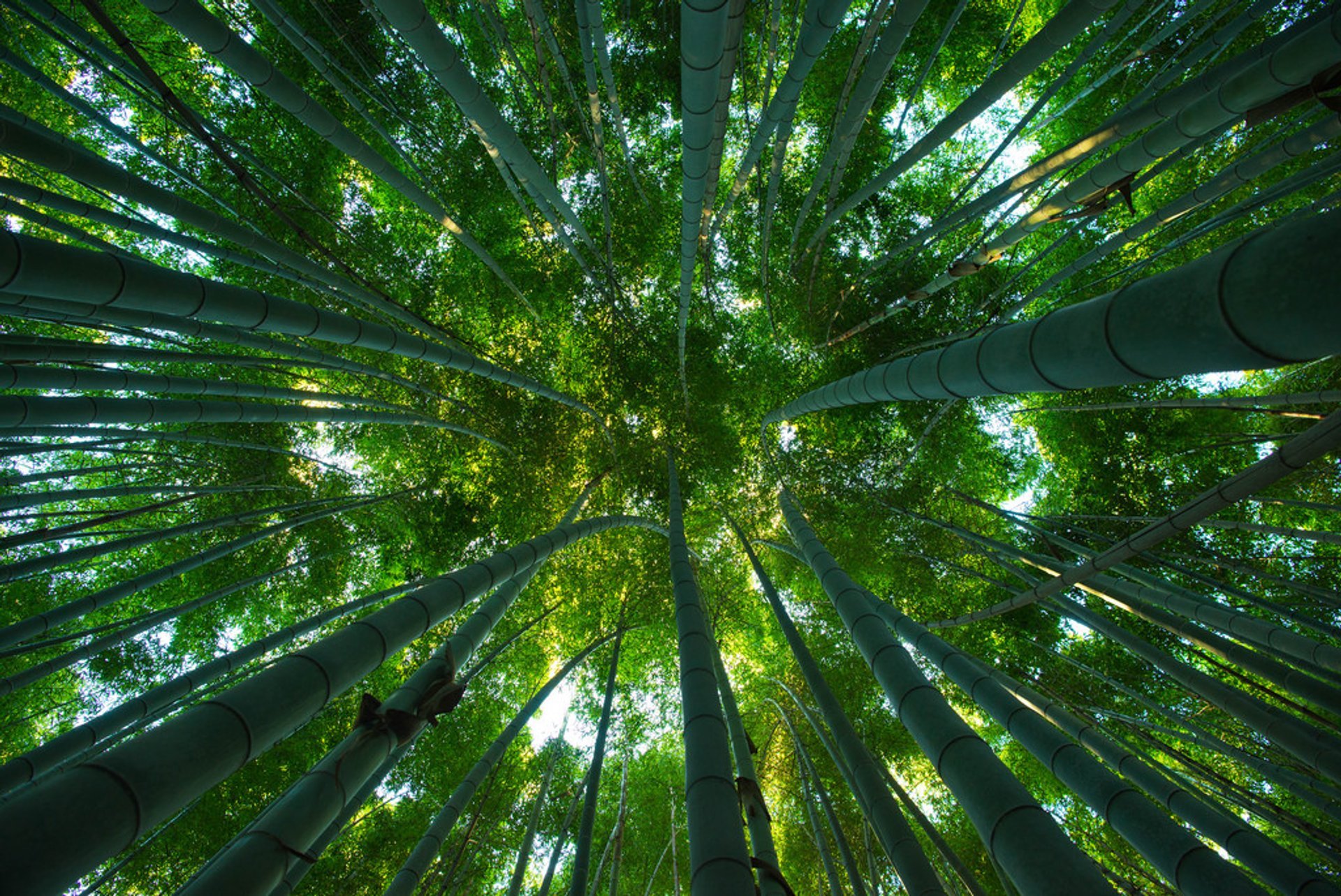 A Peaceful Bamboo Forest Soundscape