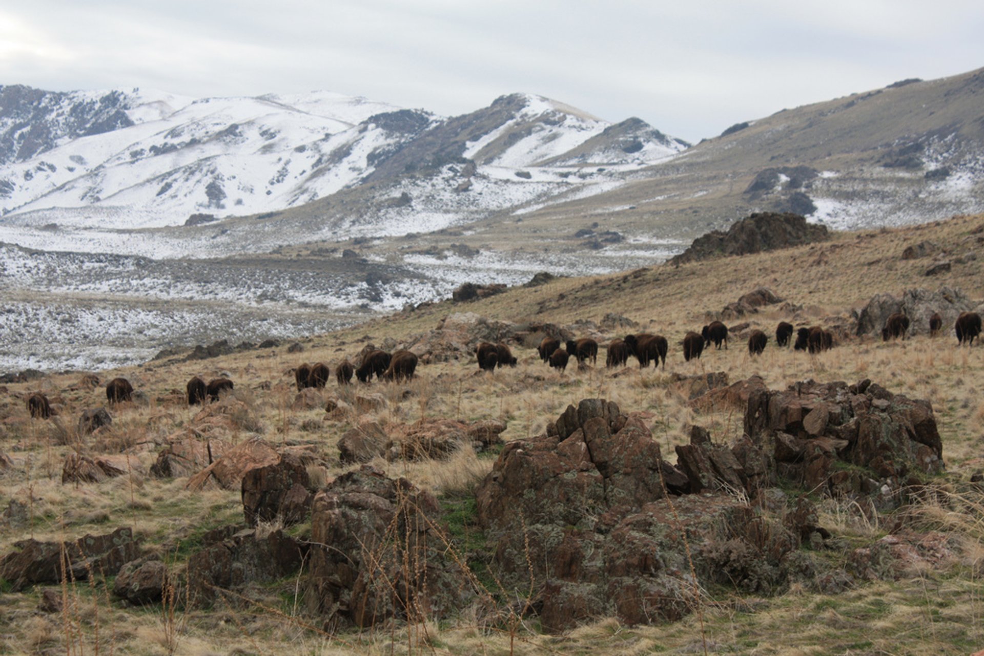 Osservazione del bisonte