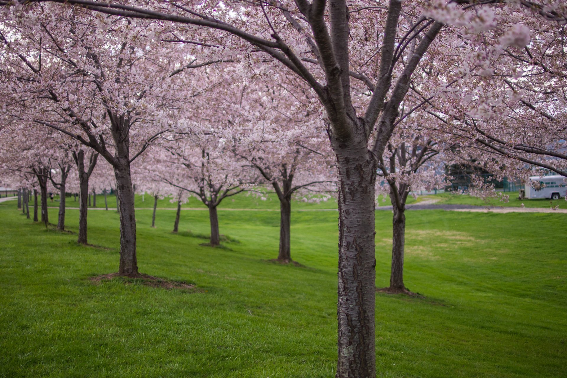 Where to find cherry blossoms in Akron, Cincinnati, Columbus, Ohio