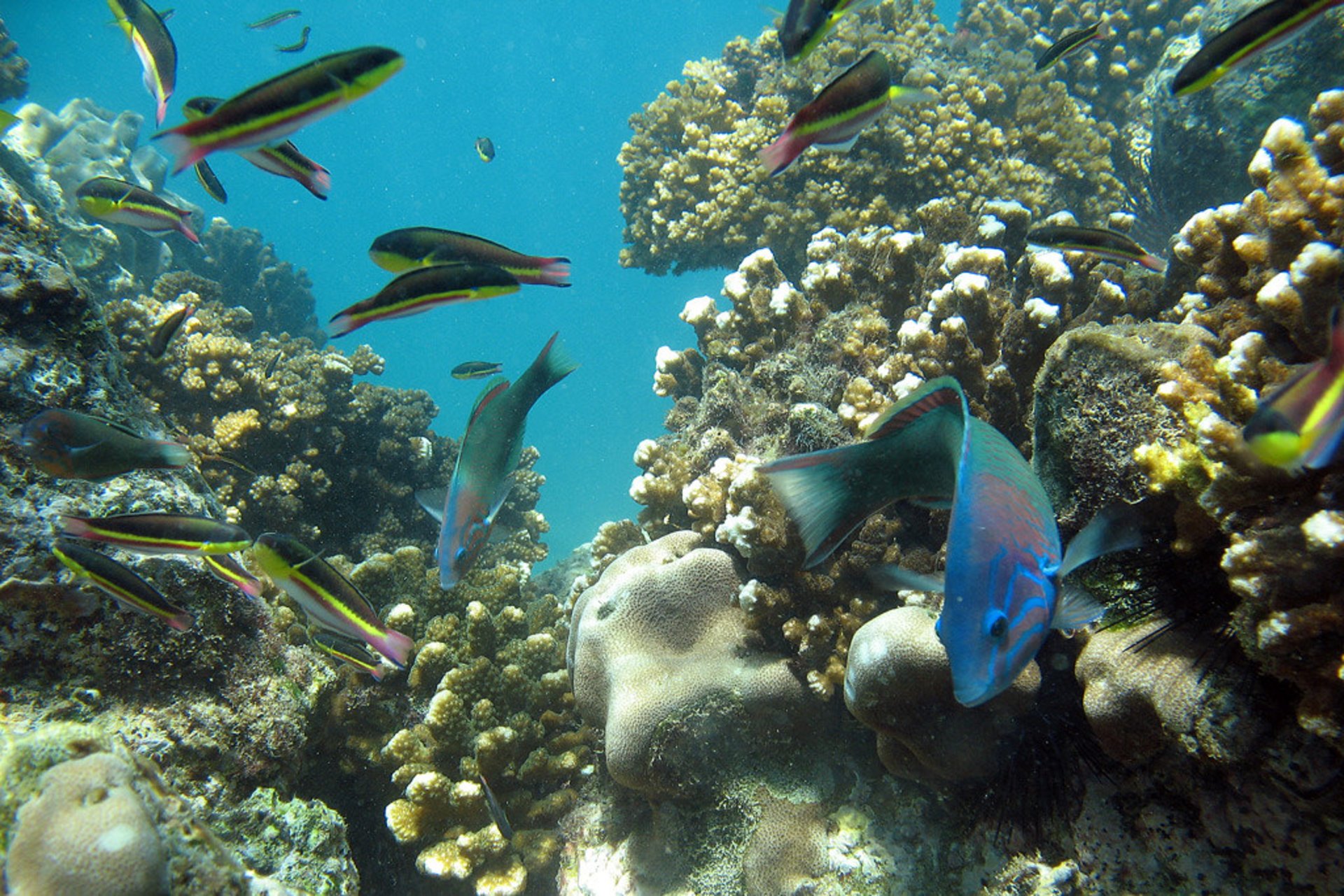 Snorkeling