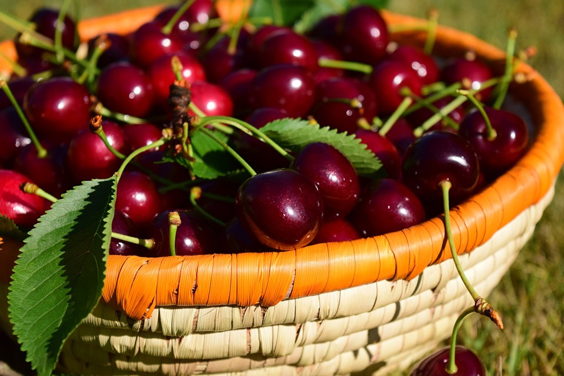 Cherry Festival in Kyustendil