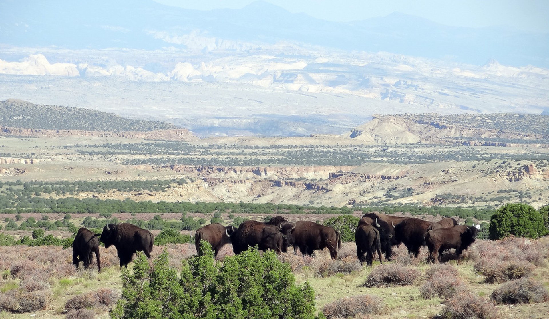 Bison beobachtung