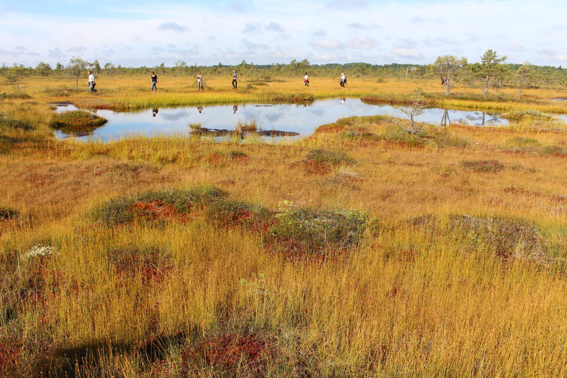 Bog Walking