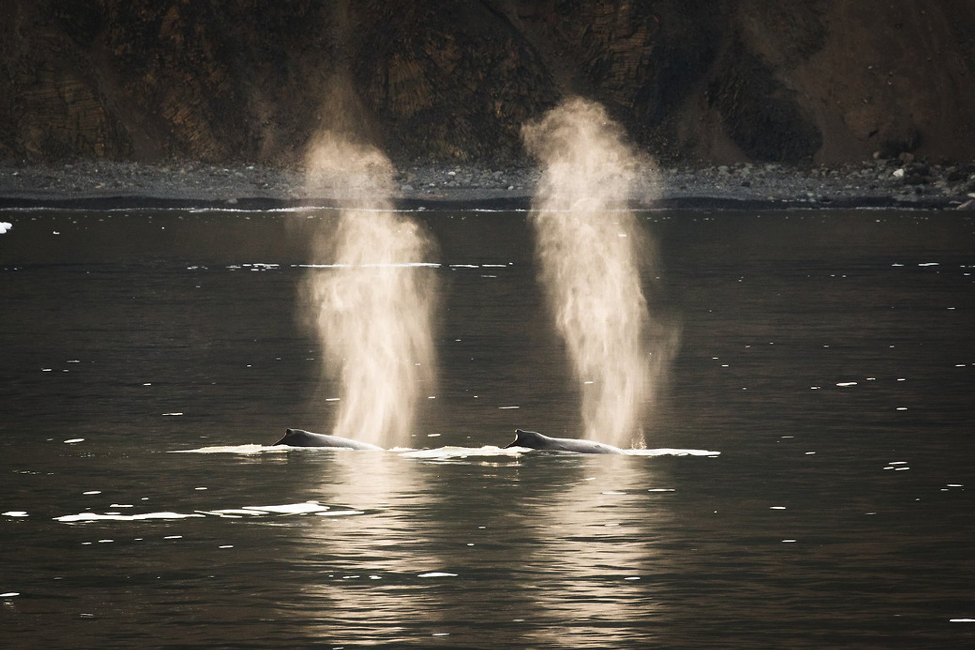 Whale Watching (Walbeobachtung)