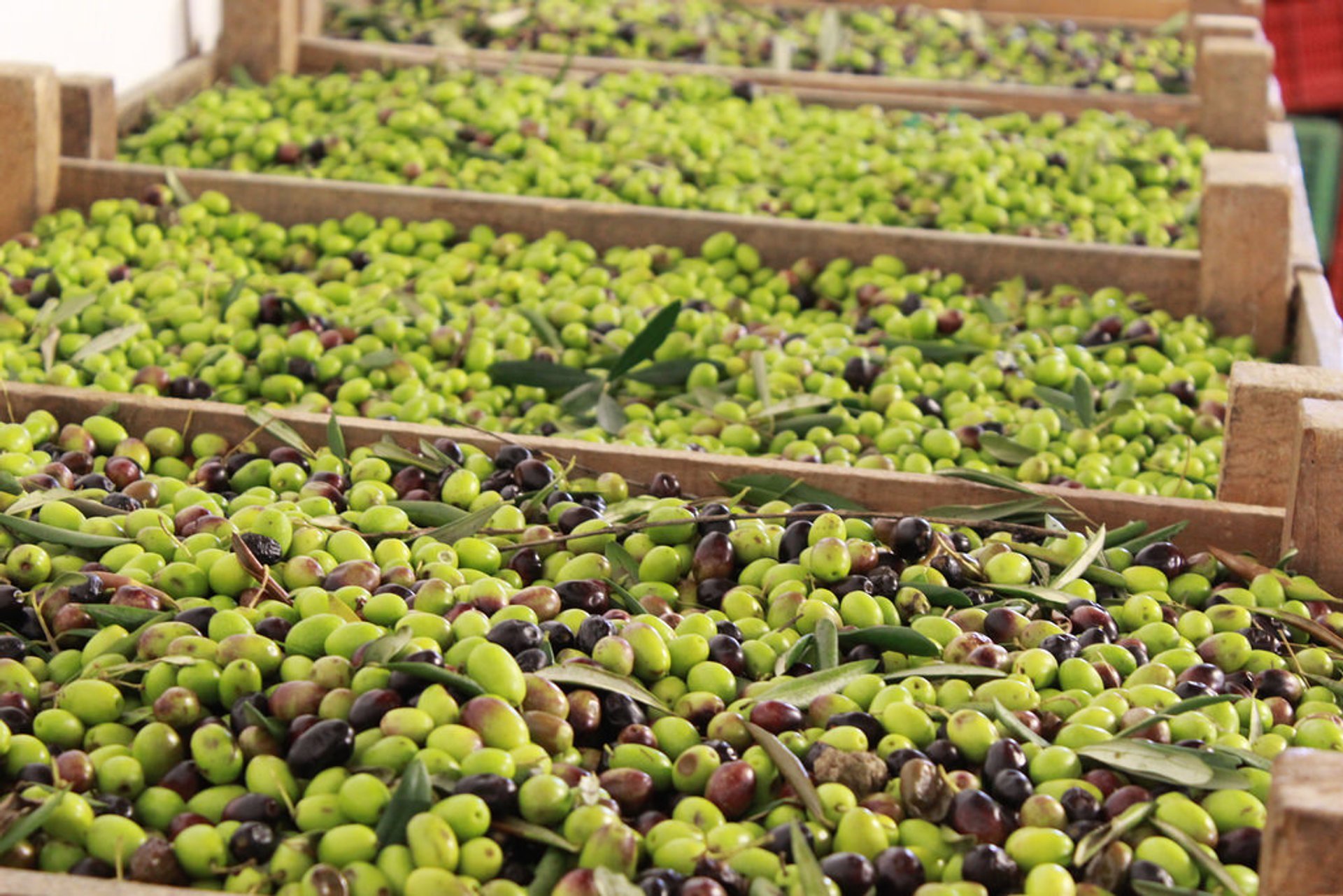 Olive Harvest