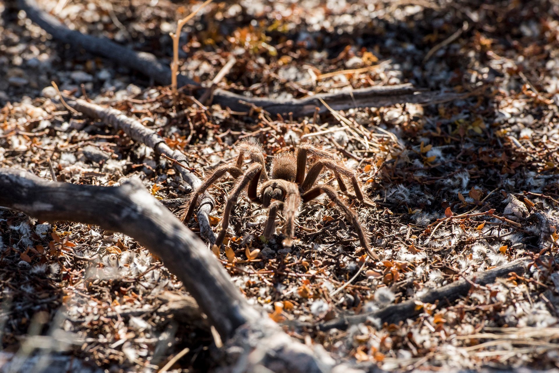 Tarantula oder Vogelspinnen Wanderung