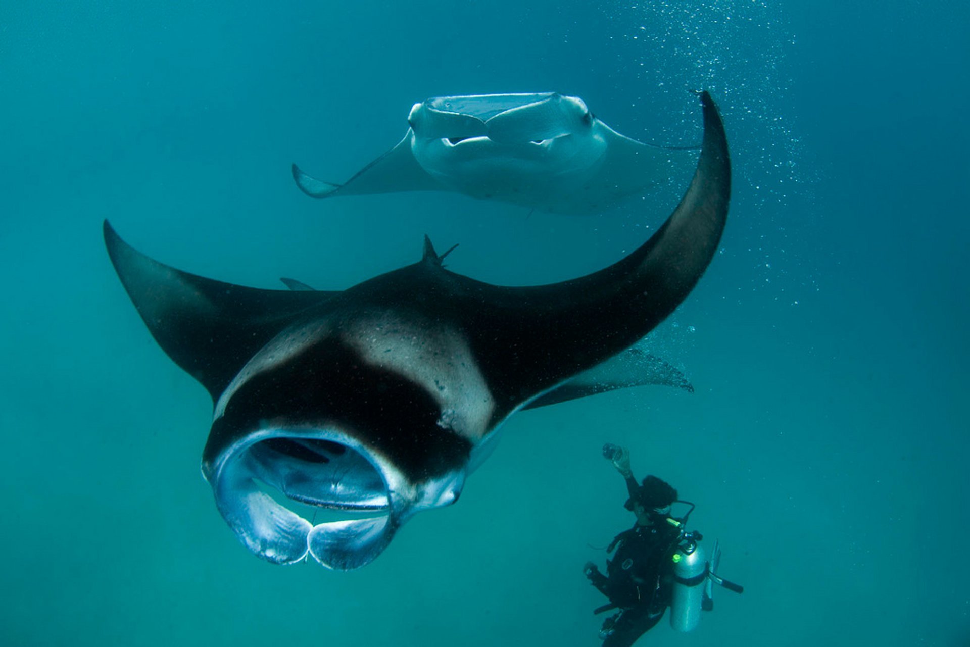 Manta Strahlen im Baa Atoll