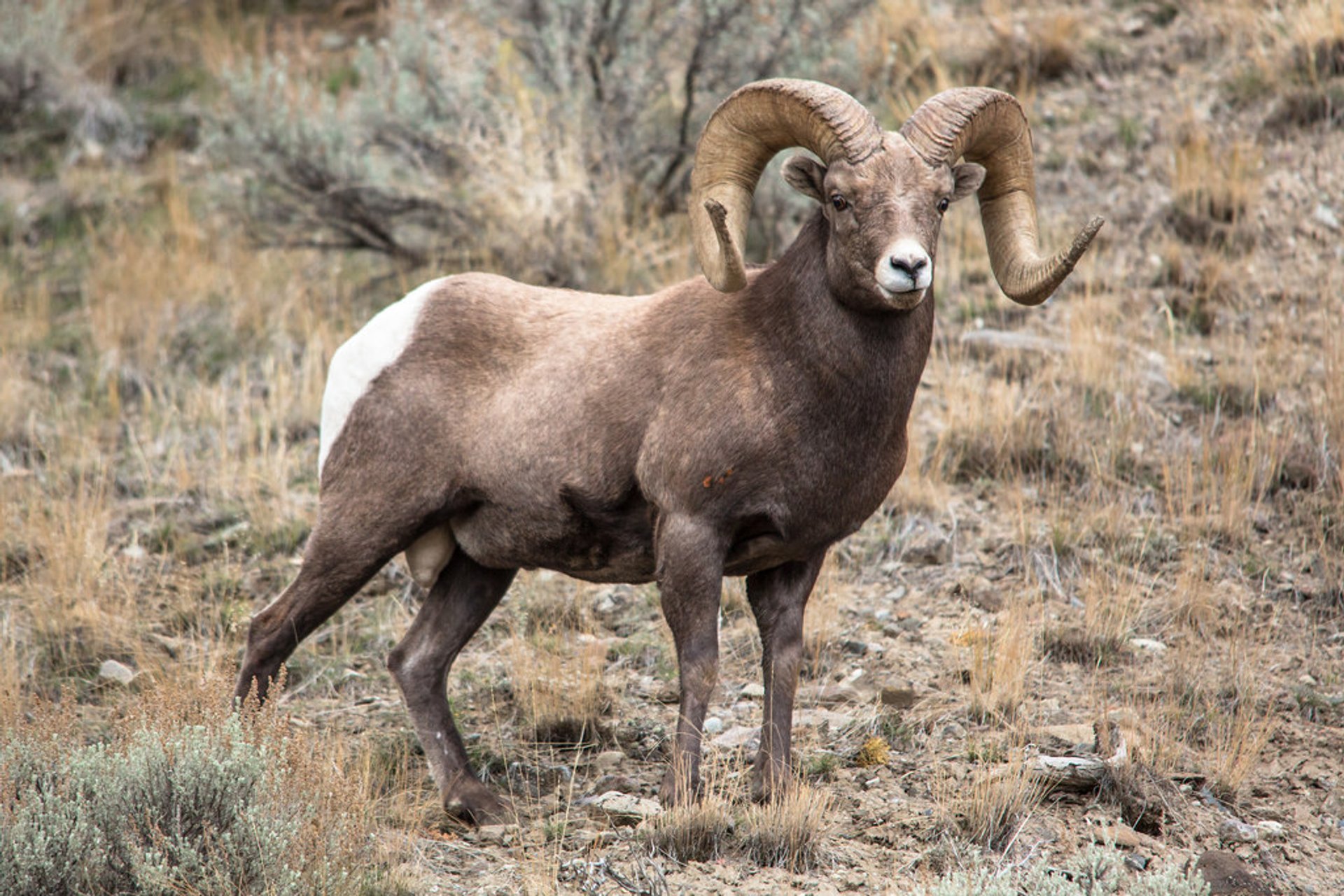 Mouflon canadien