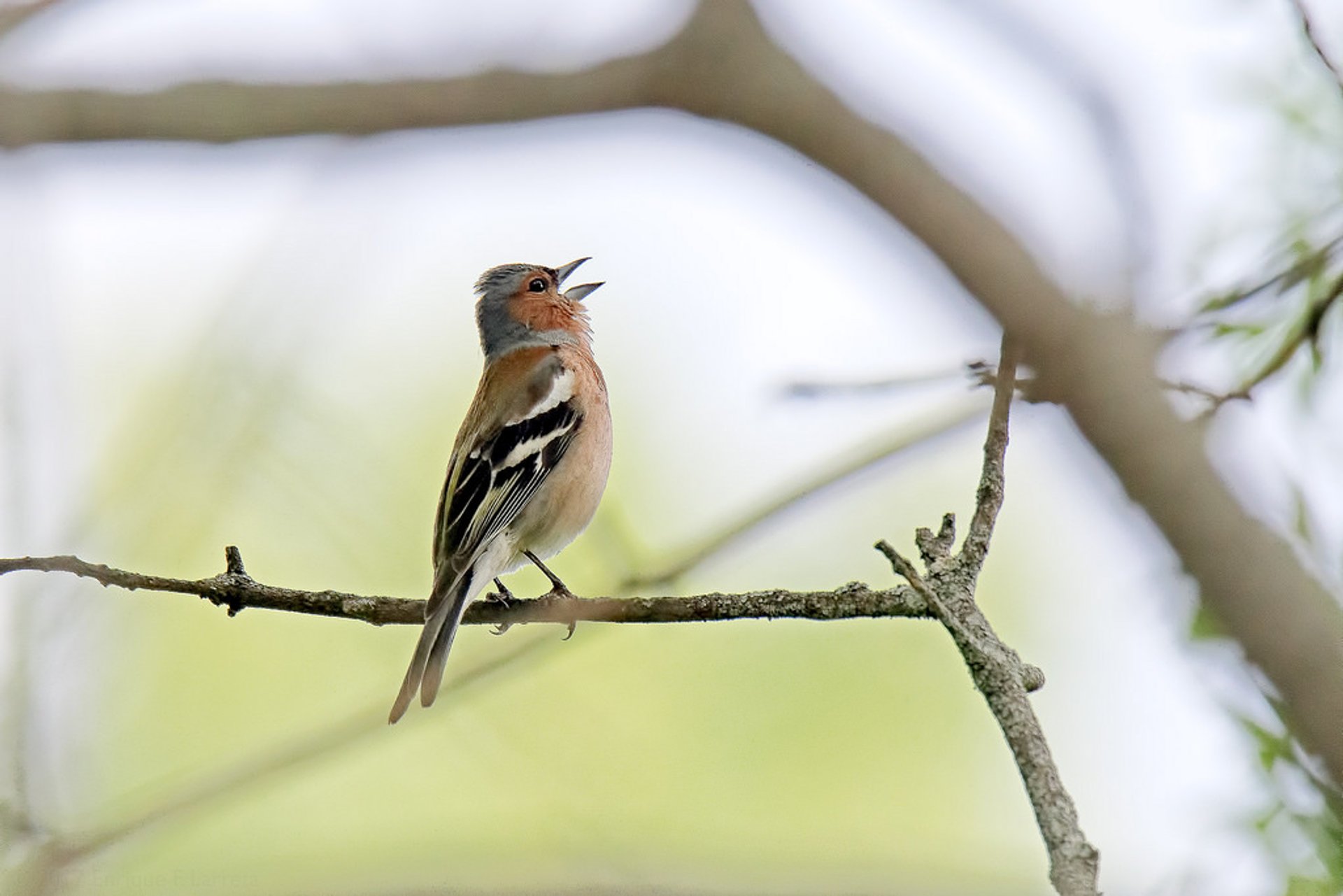 Observação de aves em zonas humedais e ribeirinhas