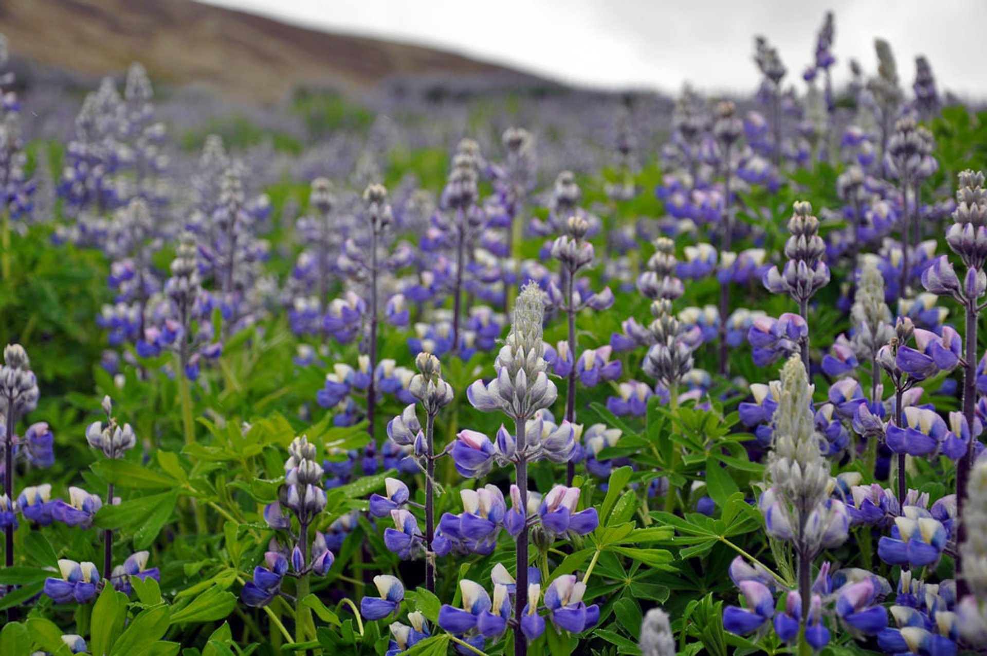 Lupin Blooming