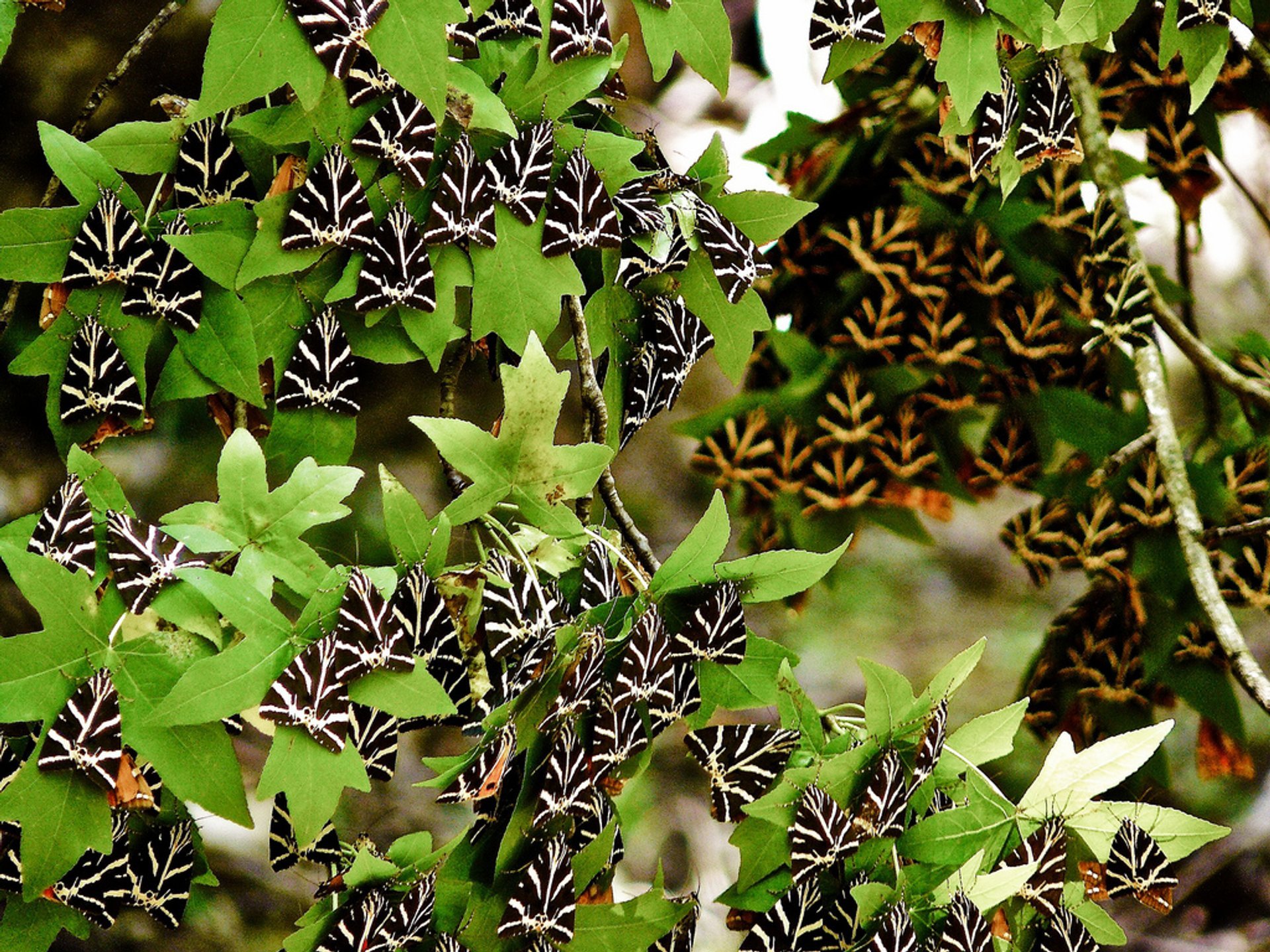 Das Tal der Schmetterlinge in Rhodos