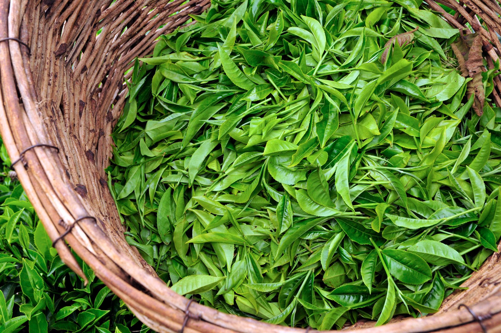 Tea Growing Season