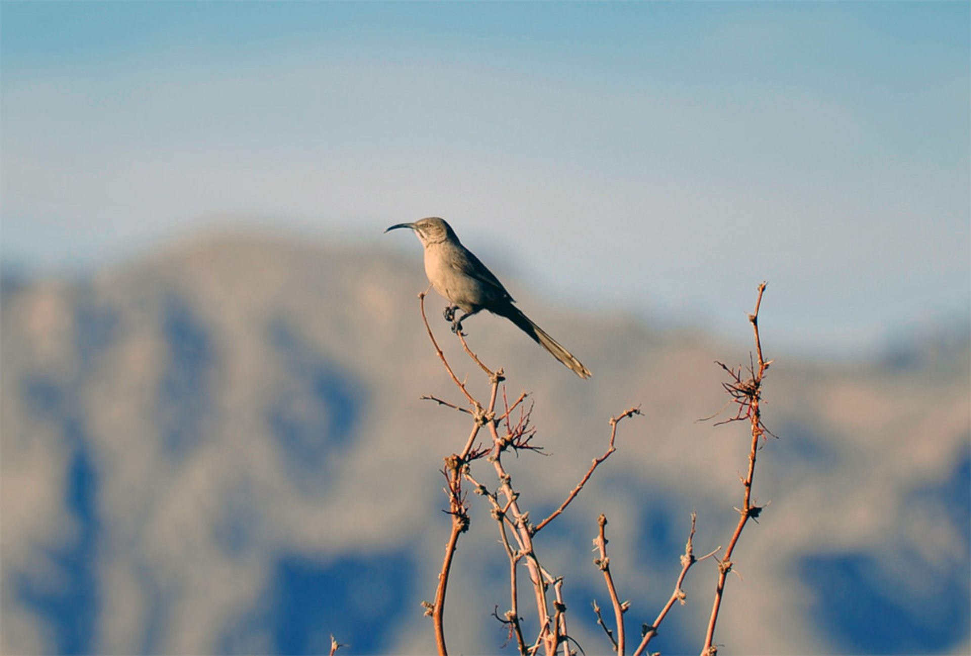 Birdwatching in Corn Creek