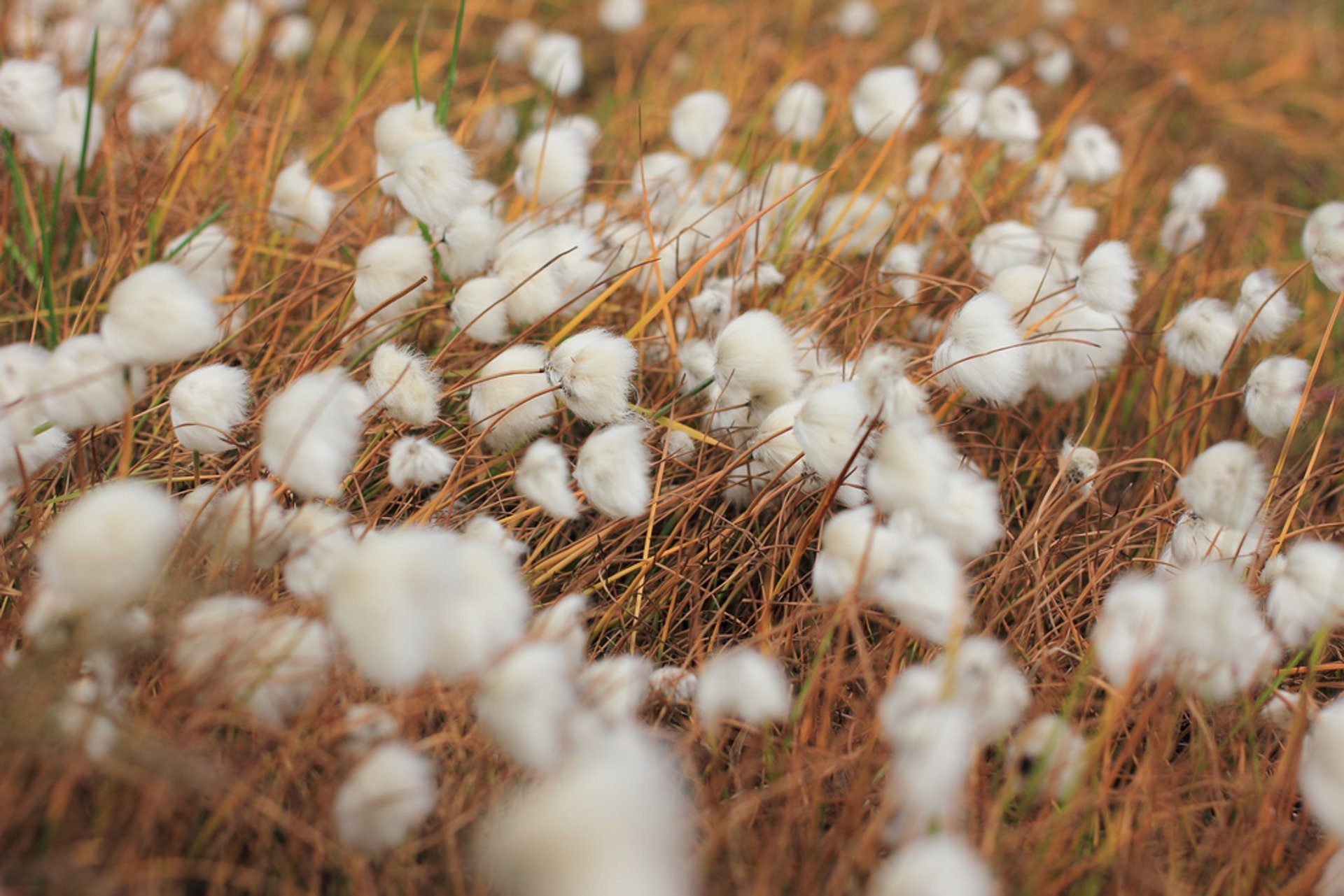 Best Time to See Wild Flowers in Norway 2024 - When to See 