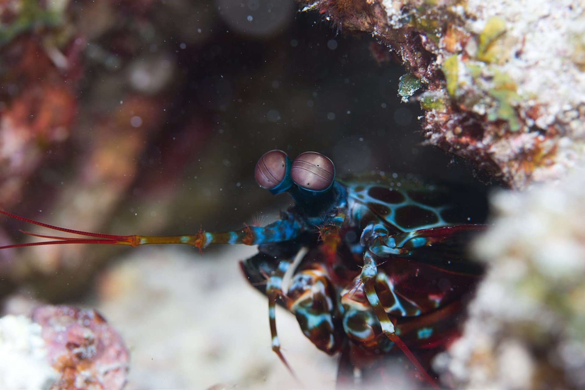 Diving and Snorkelling