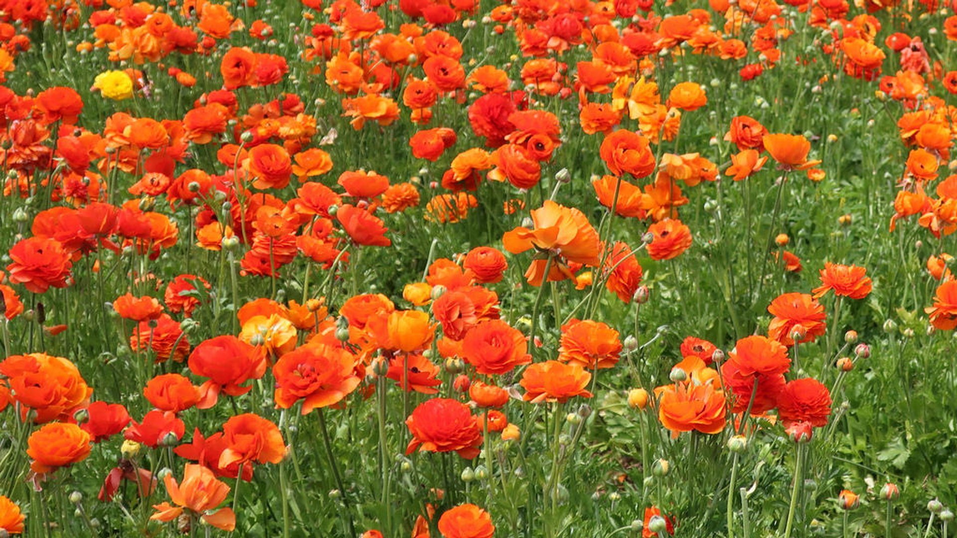 The Flower Fields at Carlsbad Ranch