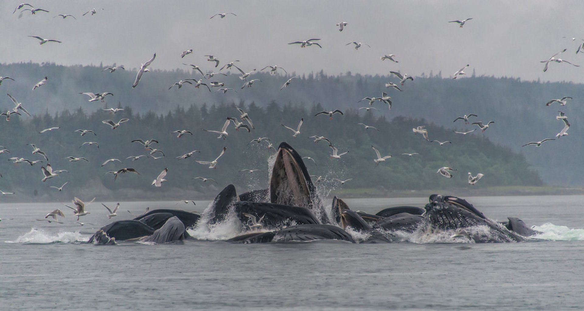 Avistamiento de ballenas en Alaska