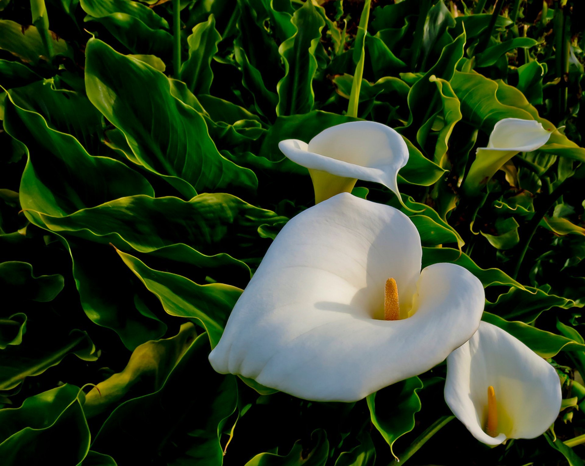 Calla Lily Valley & Garrapata Beach