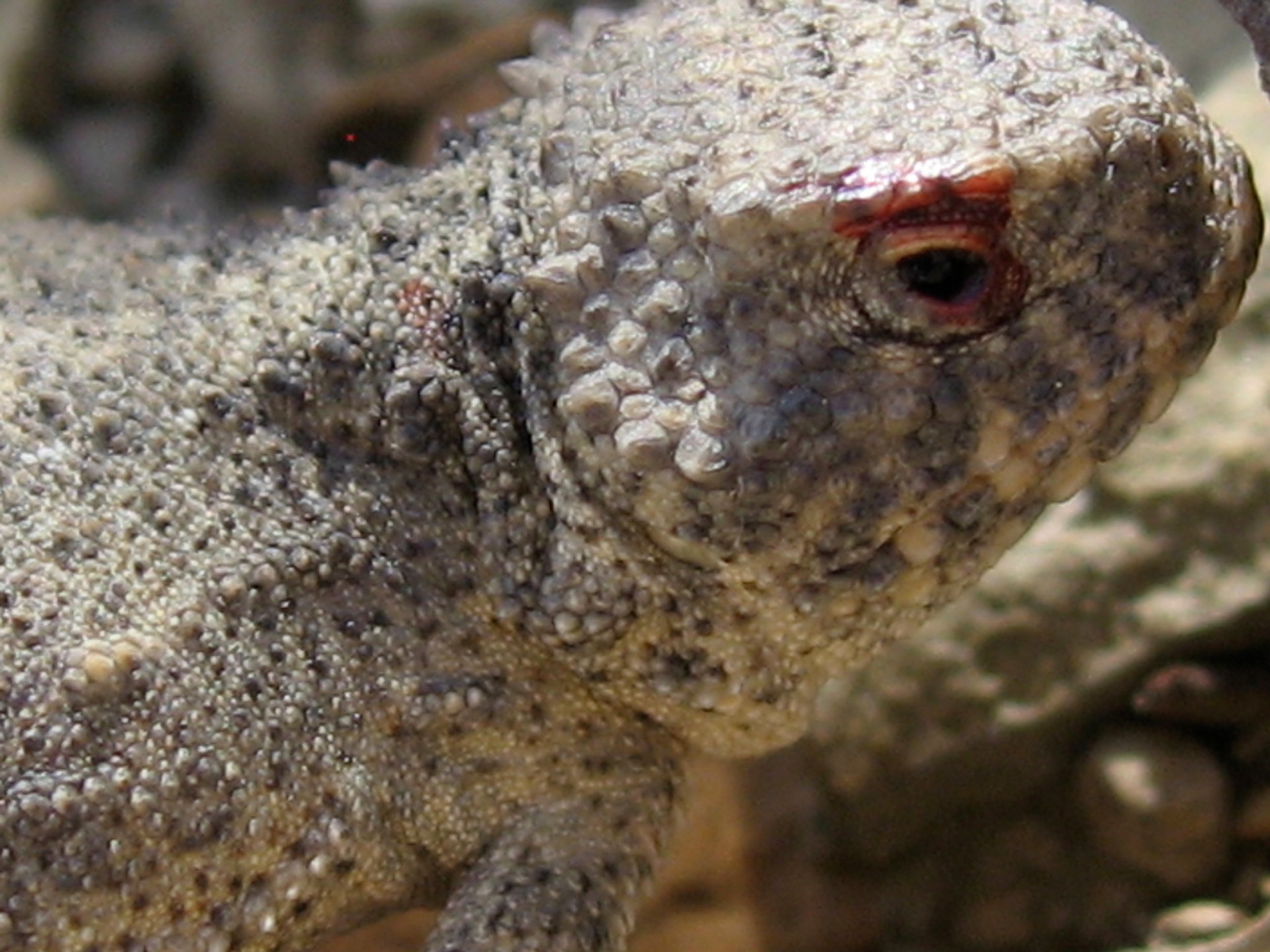 Blood-Shooting Lizards (Phrynosoma)