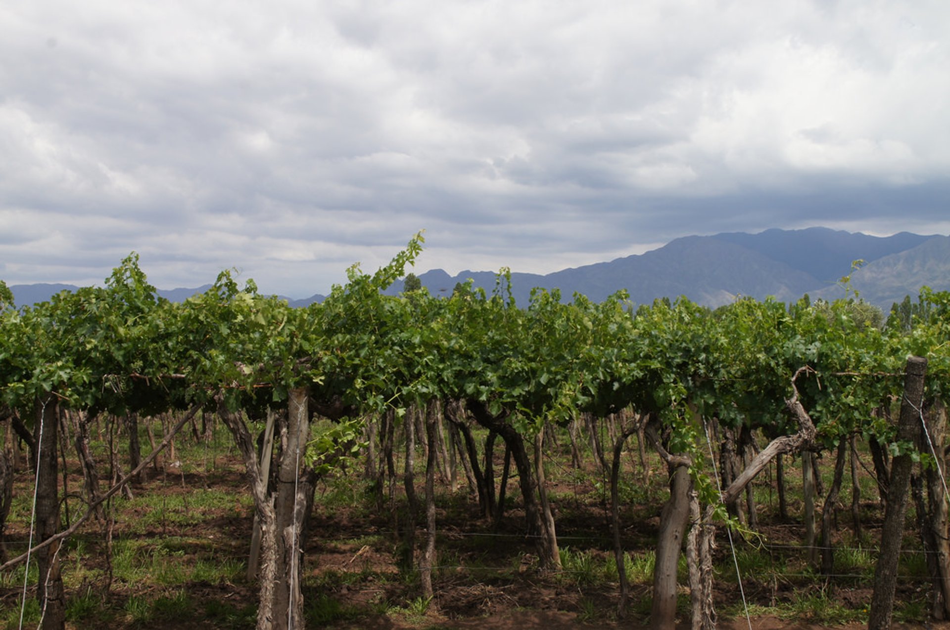 Grape Harvest