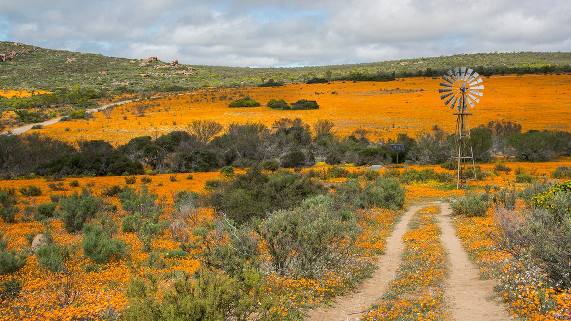 Flores de Namaqualândia