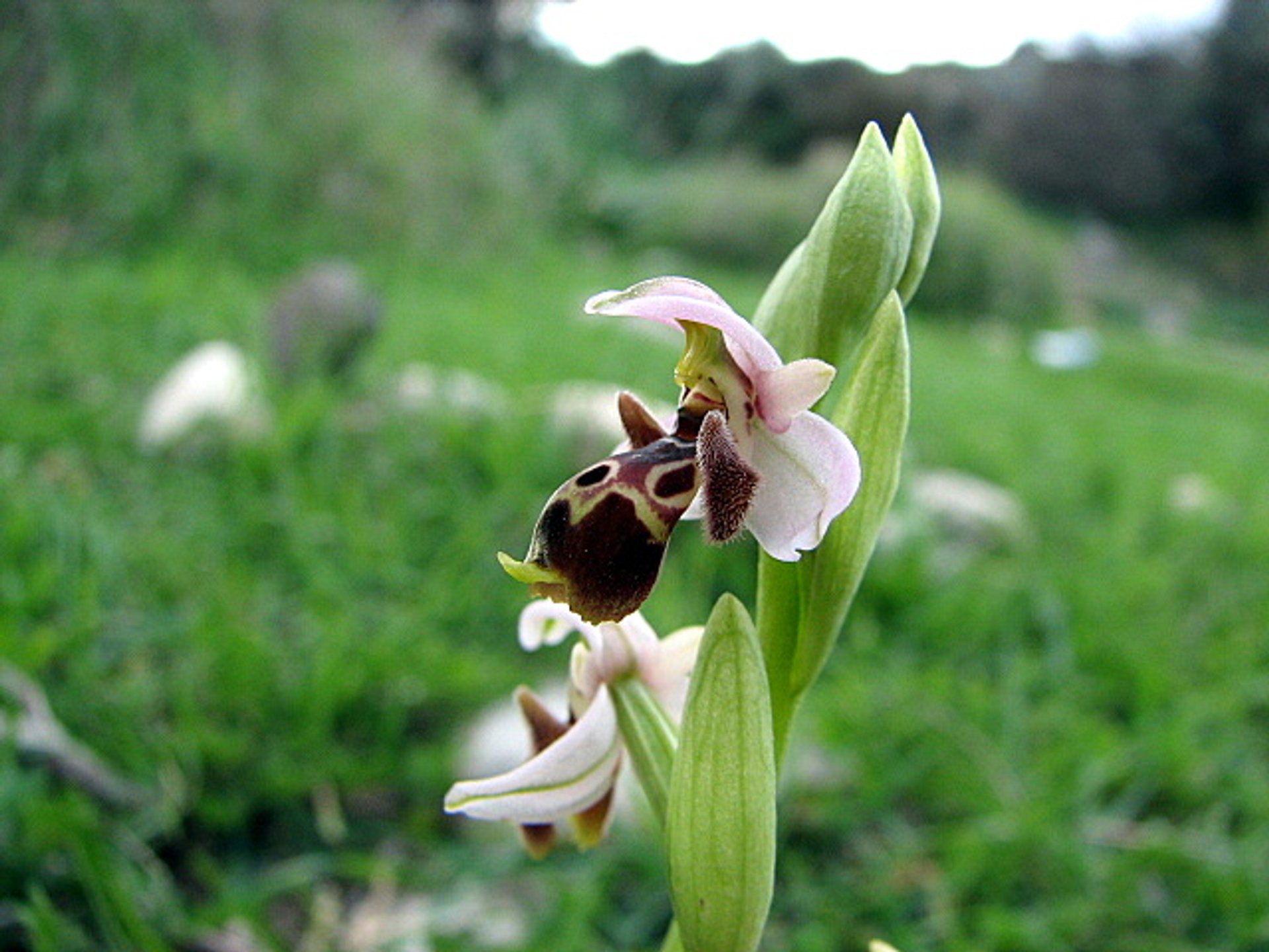 Blühende Orchideen