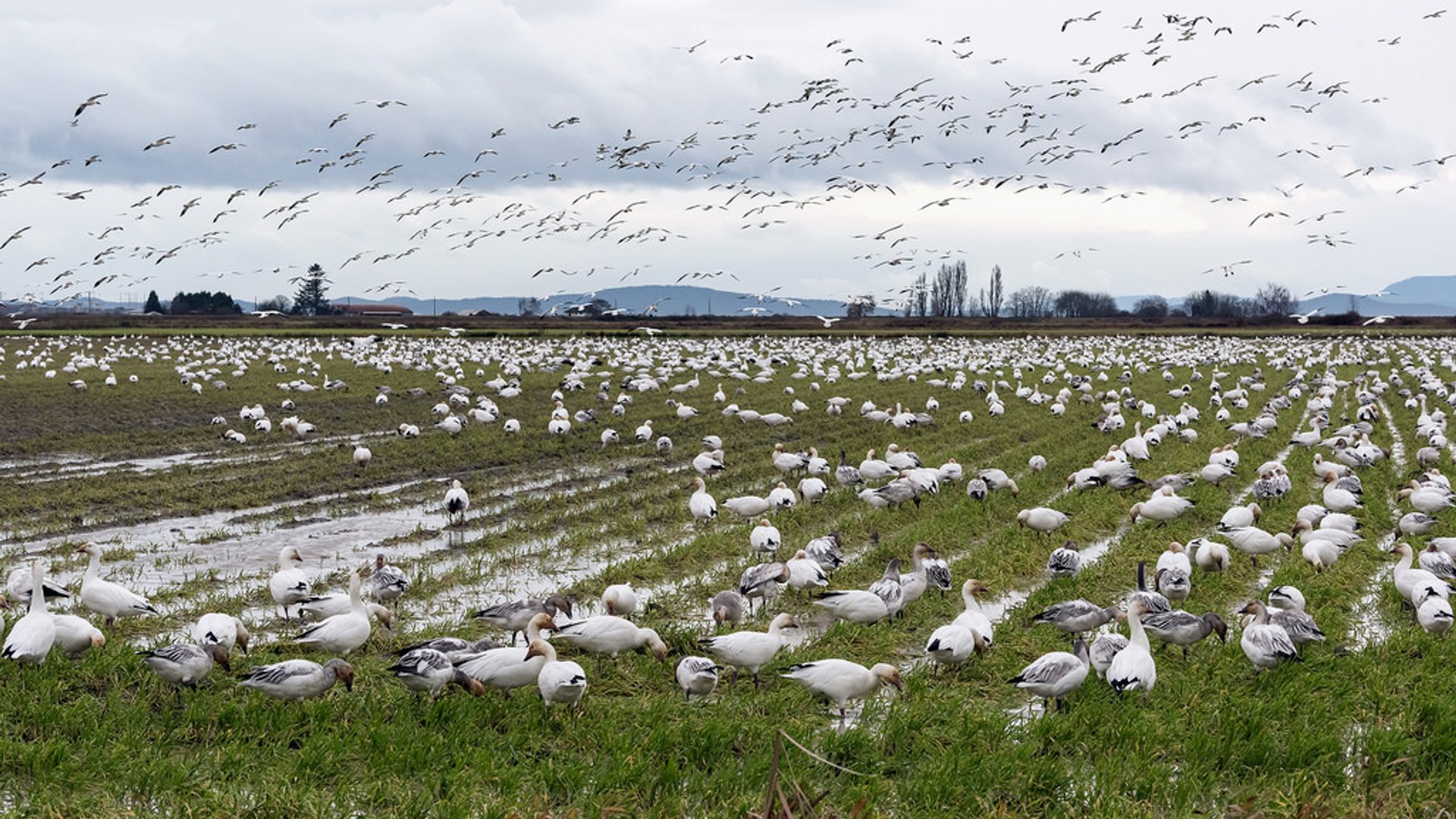 Migración primaveral de gansos de nieve