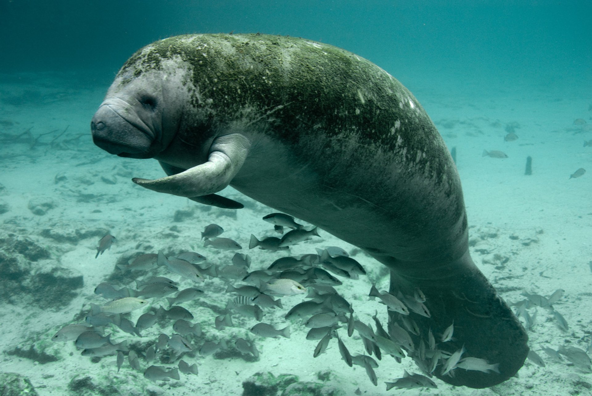 Swimming with Manatees