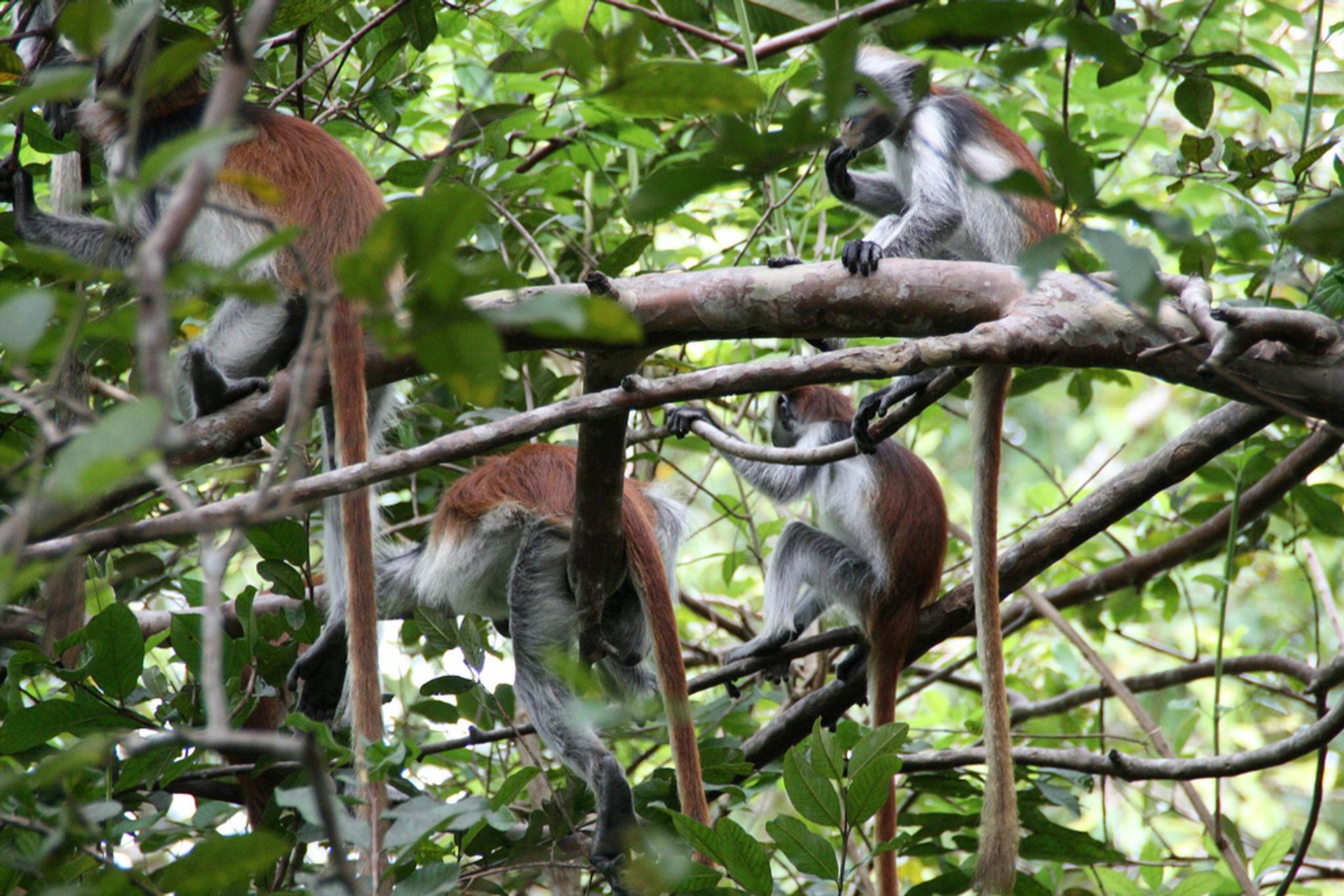 Piccolo rosso Colobus scimmie