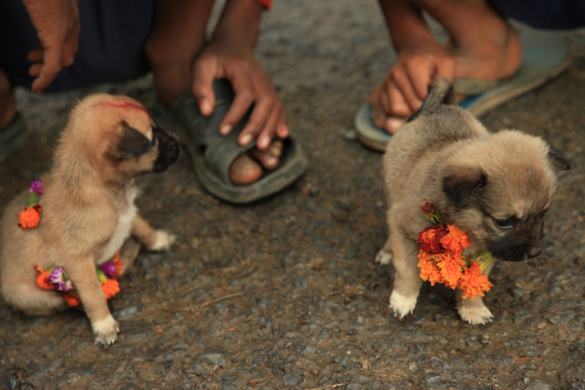 Kukur Tihar, Festival des Chiens du Népal