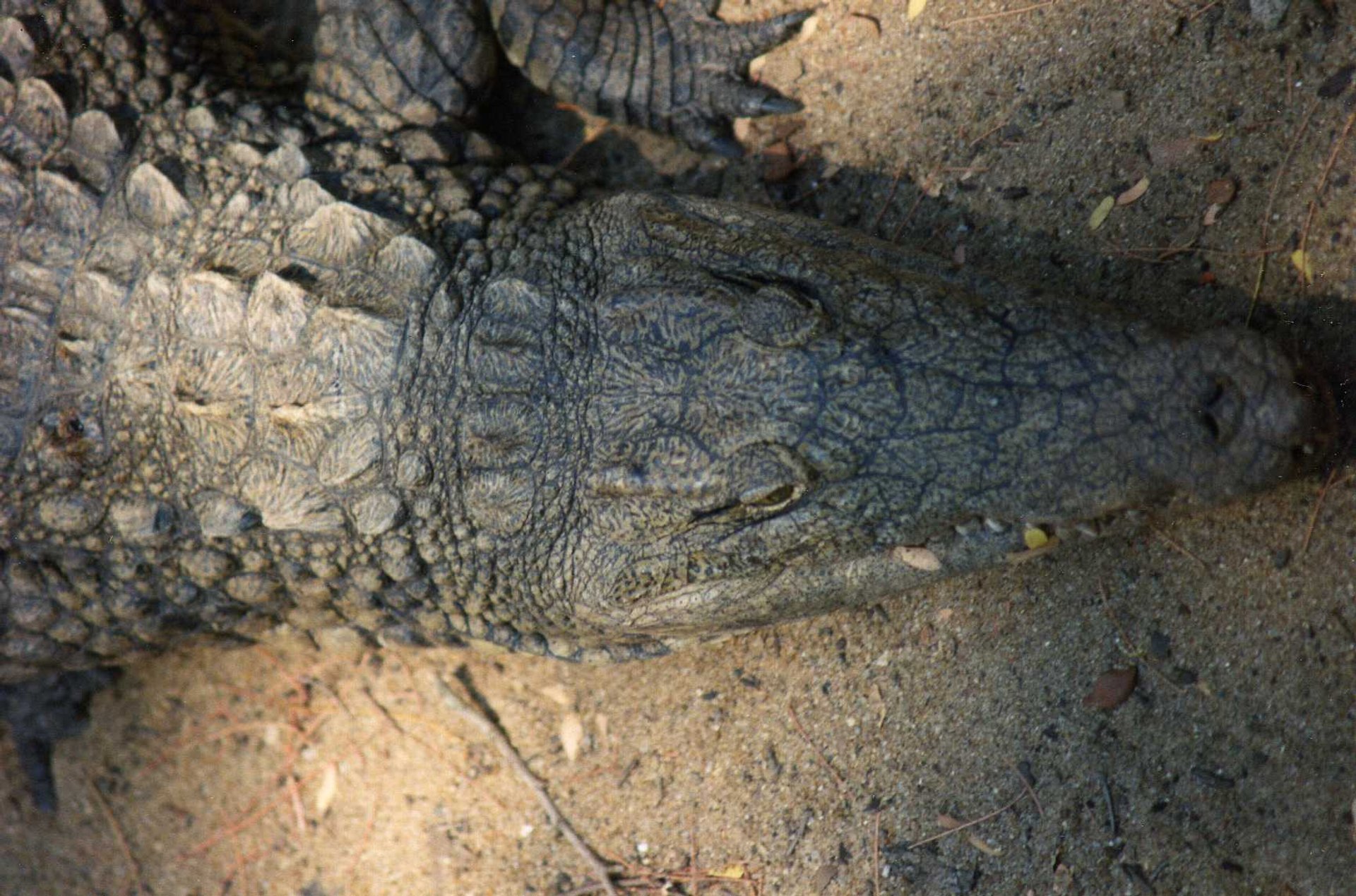 Encastrement avec des crocodiles