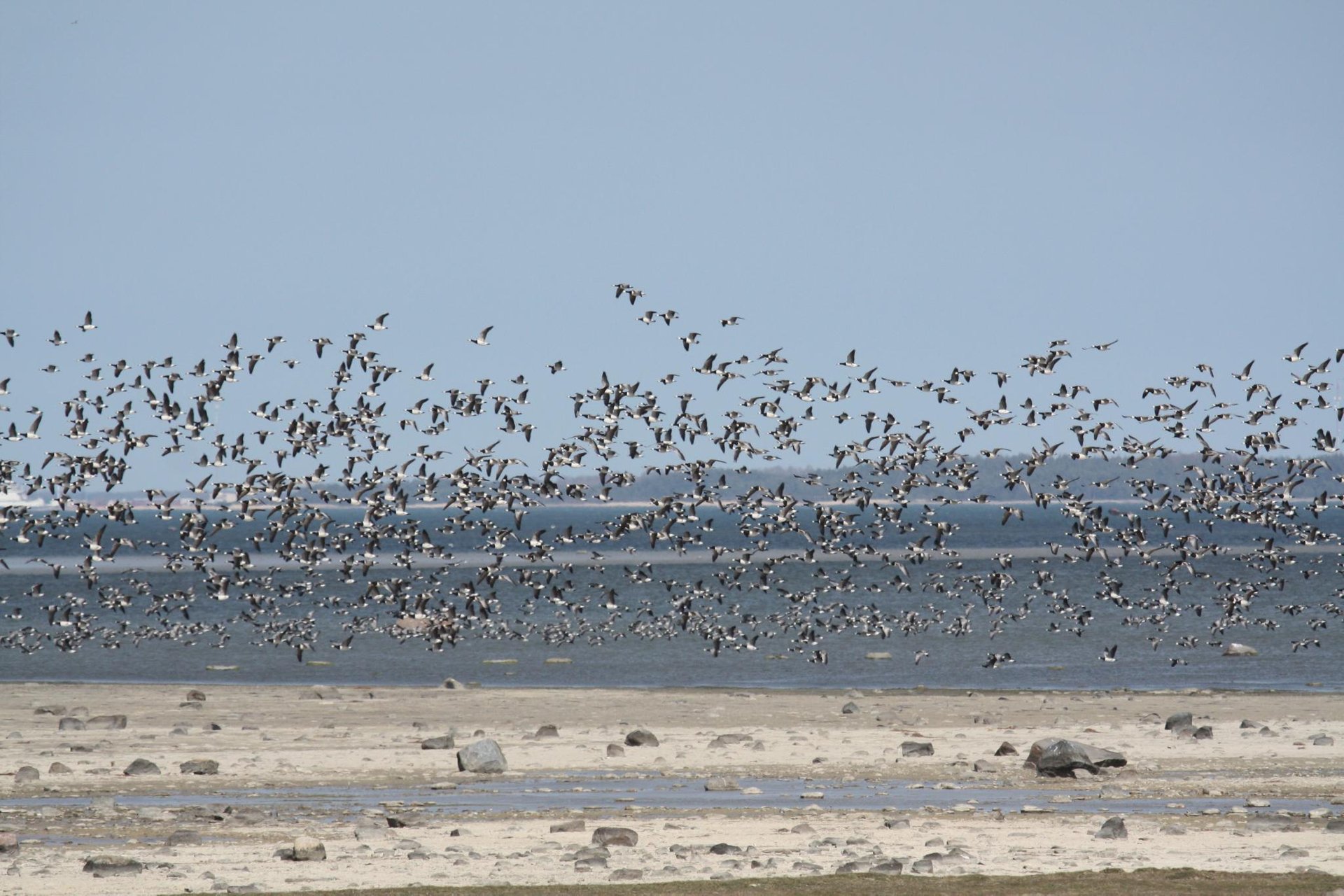 Osservazione degli uccelli durante la migrazione di massa degli uccelli