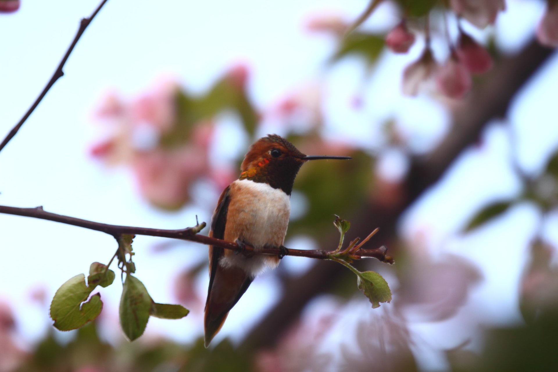 Kolibris in Idaho