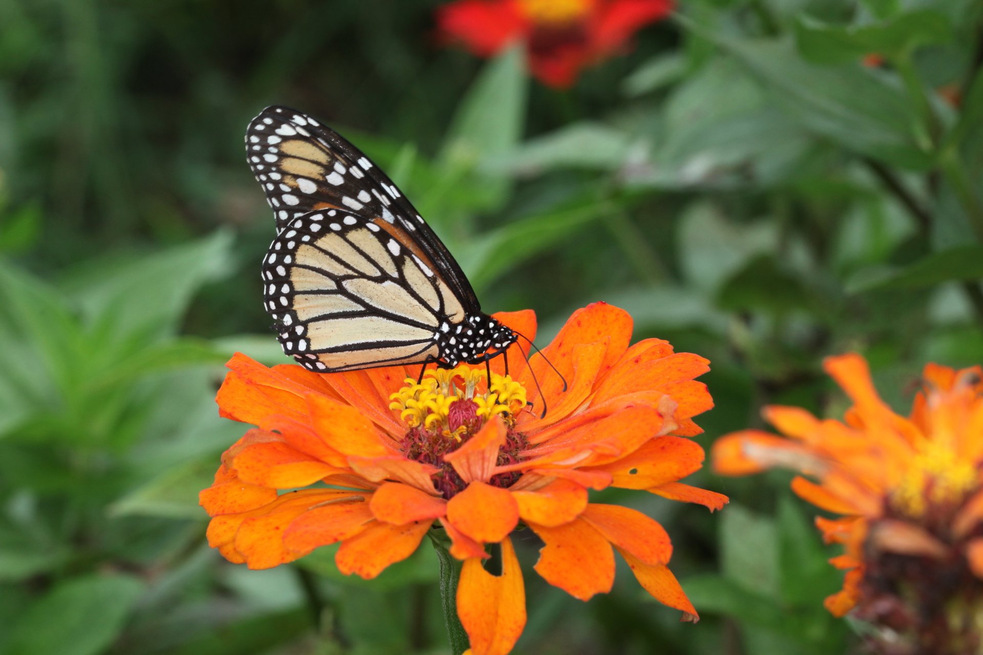 Migración de la mariposa Monarca