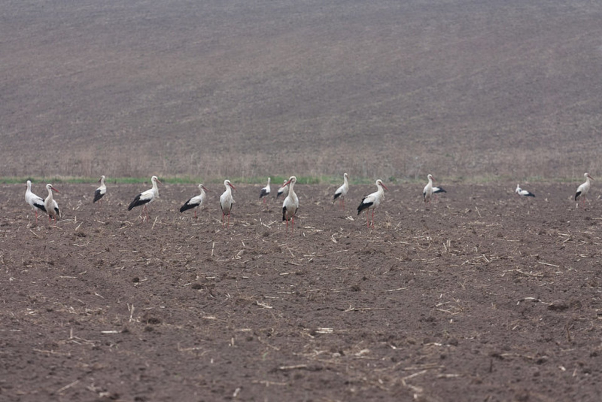 Cigogne bianche