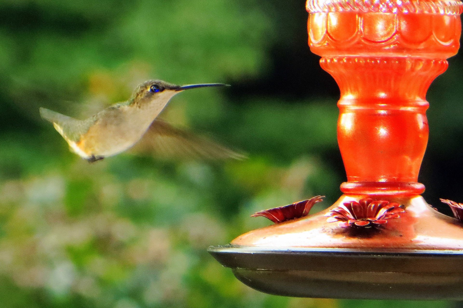Best Time to See Hummingbirds in Maryland 2024 When to See Rove.me