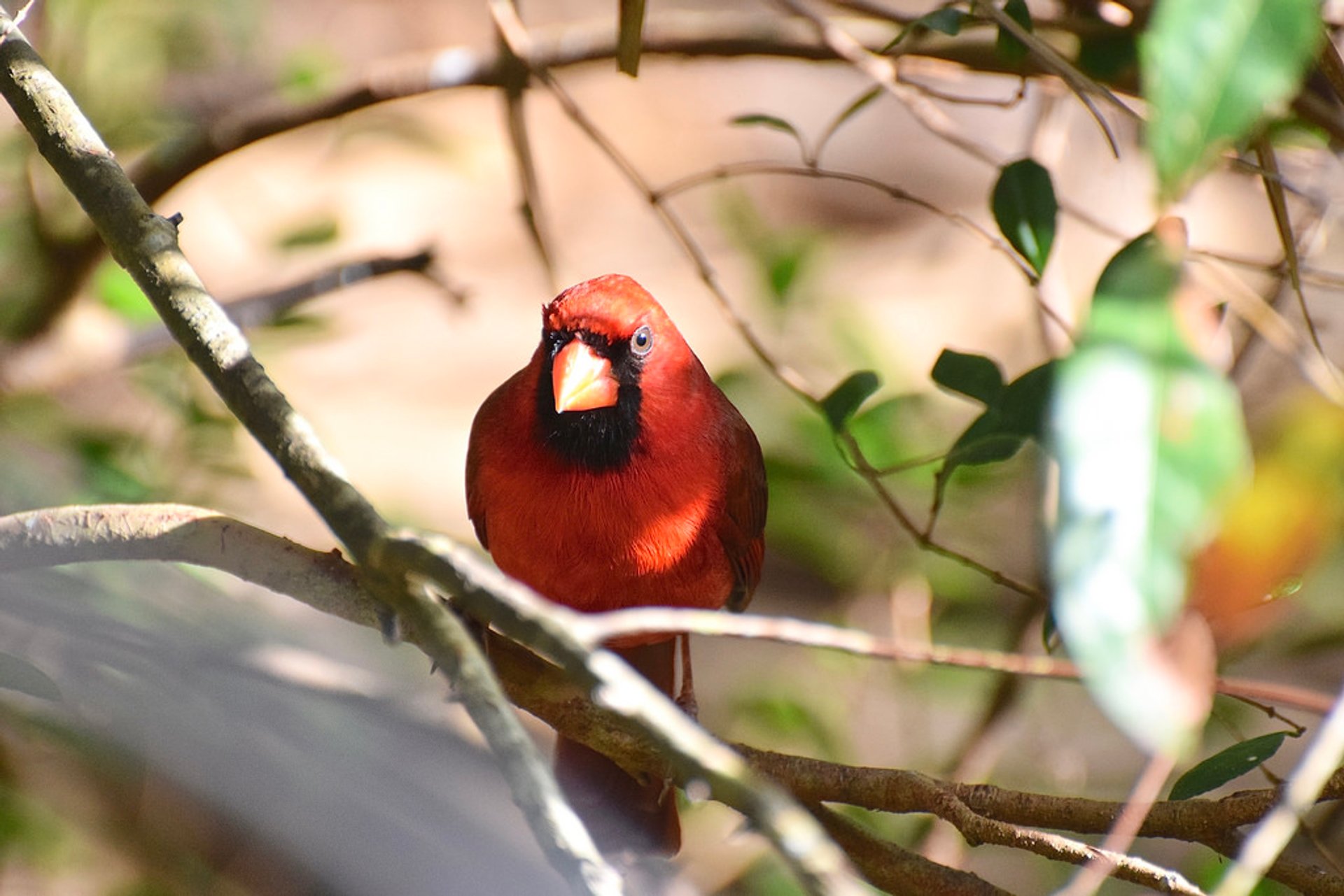 Birdwatching 