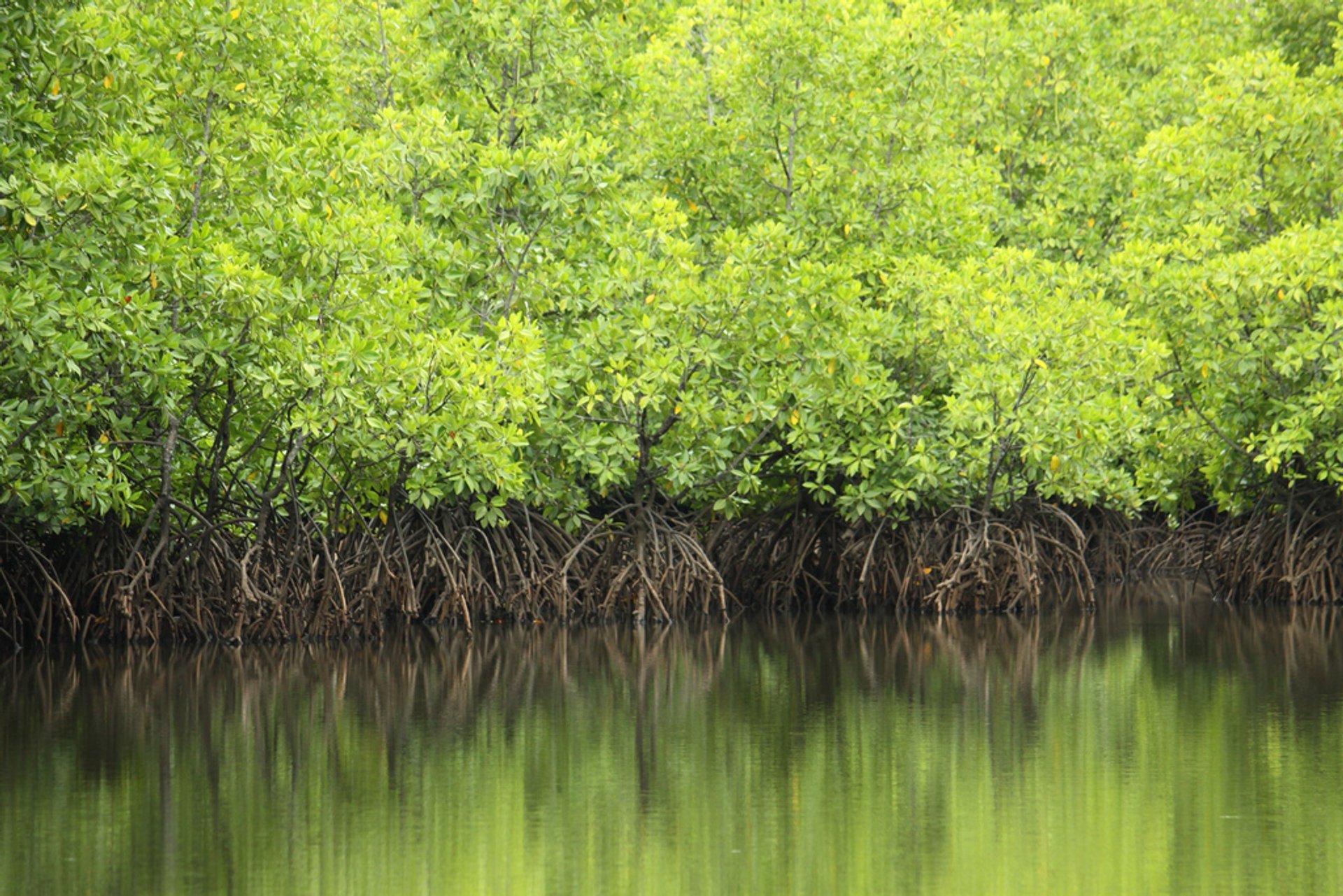 Forêts de mangroves