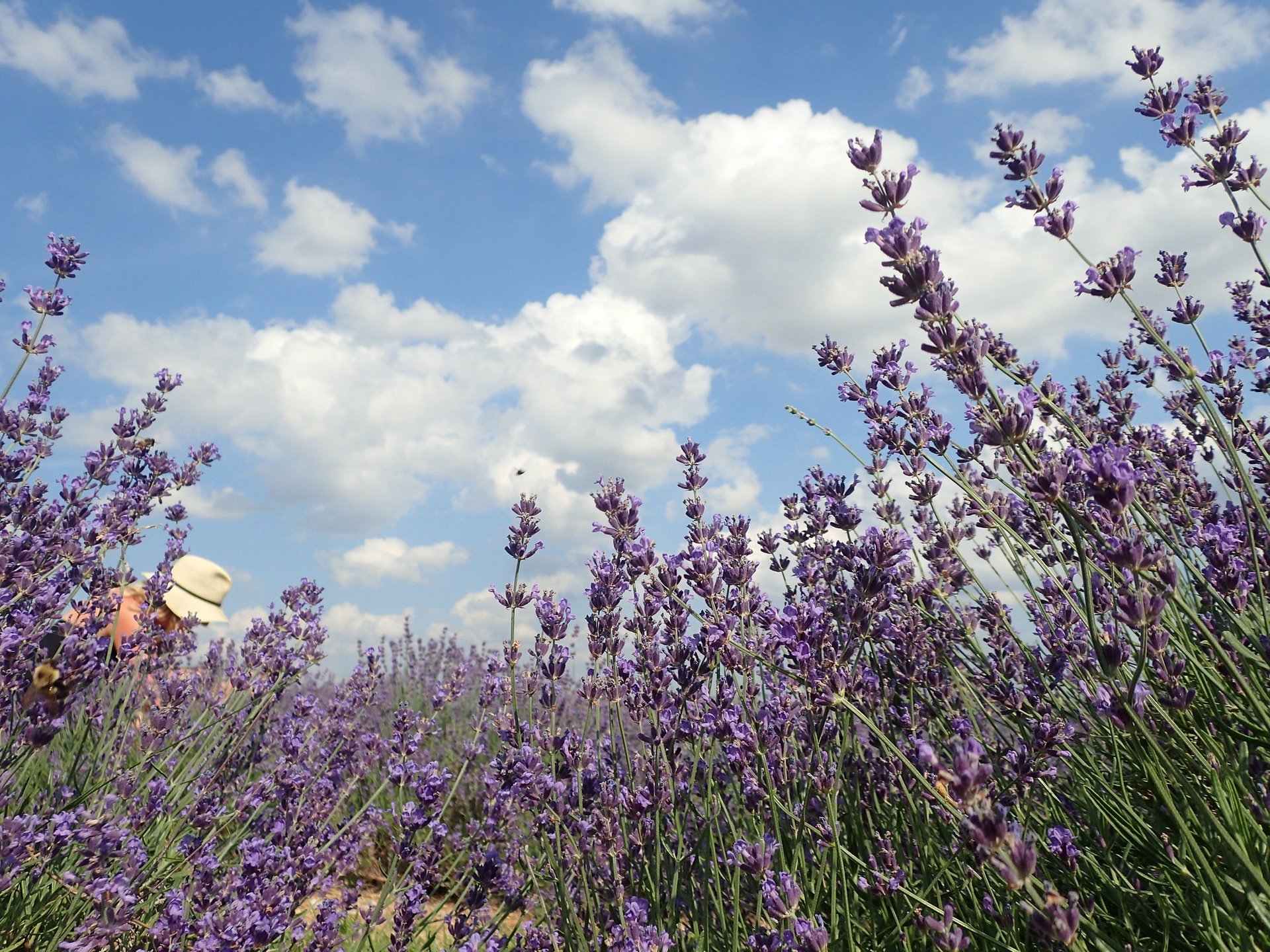 Maryland Lavender Festival