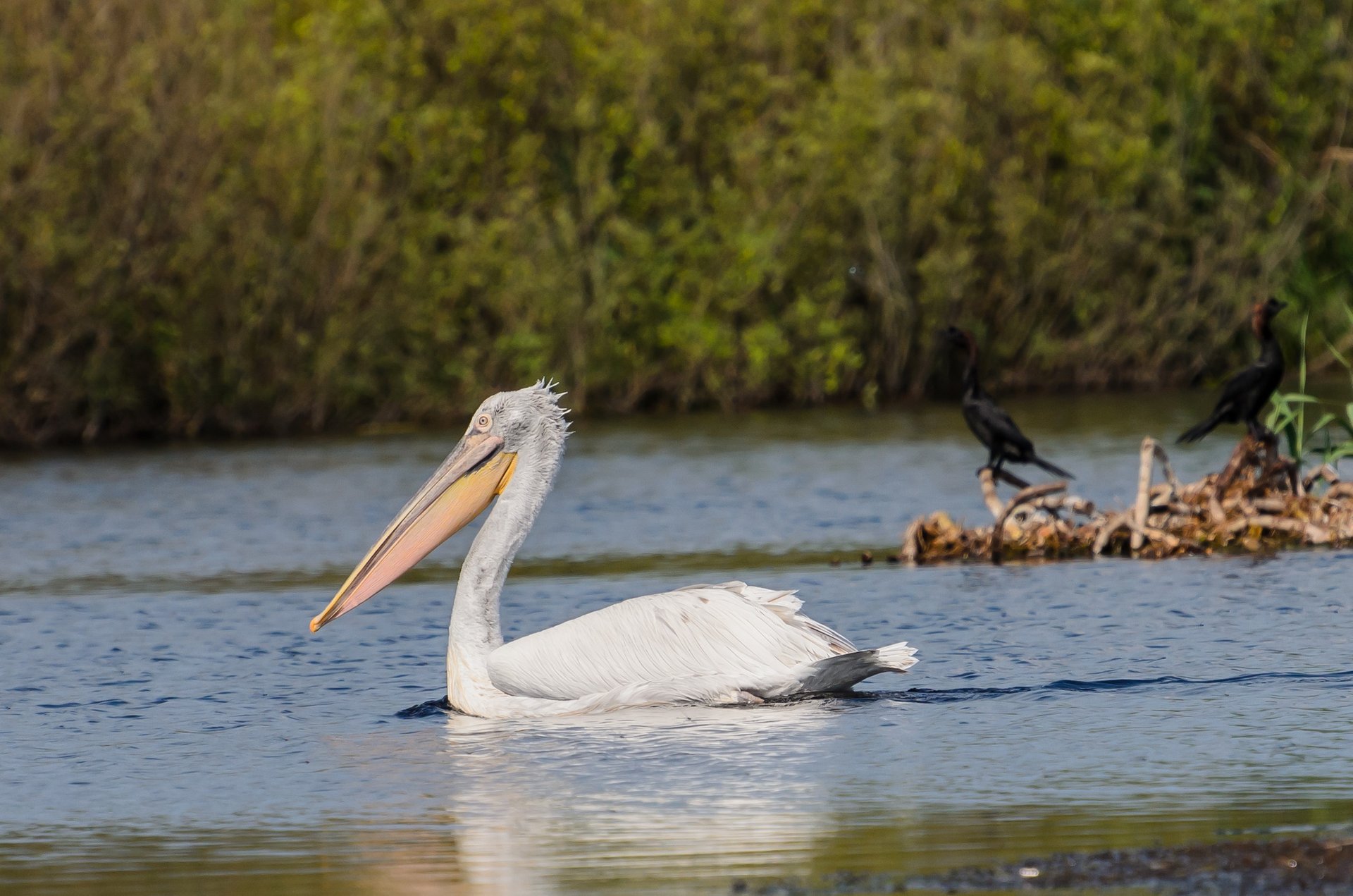 Vogelbeobachtung