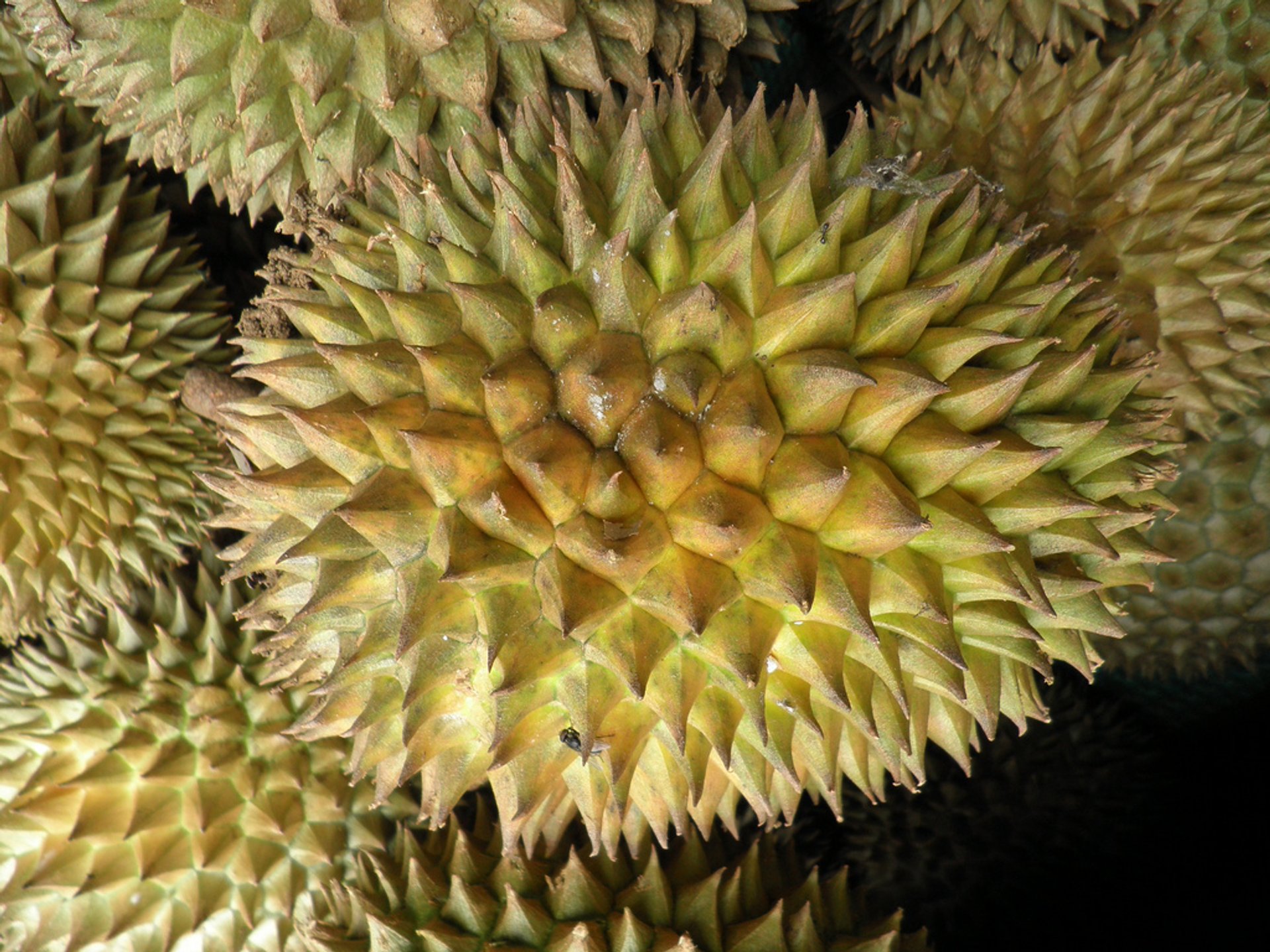 Durian Season in Bali 2024 Rove.me