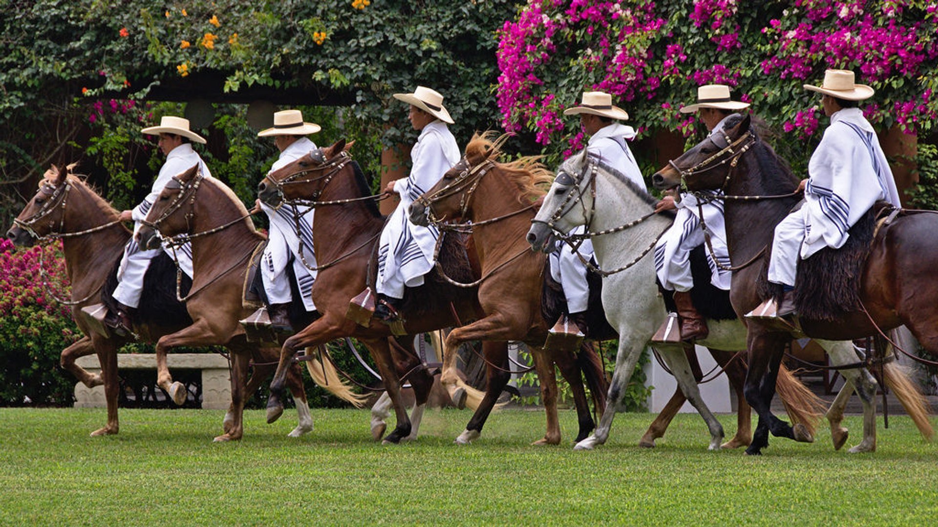 Compétitions péruviennes de chevaux Paso