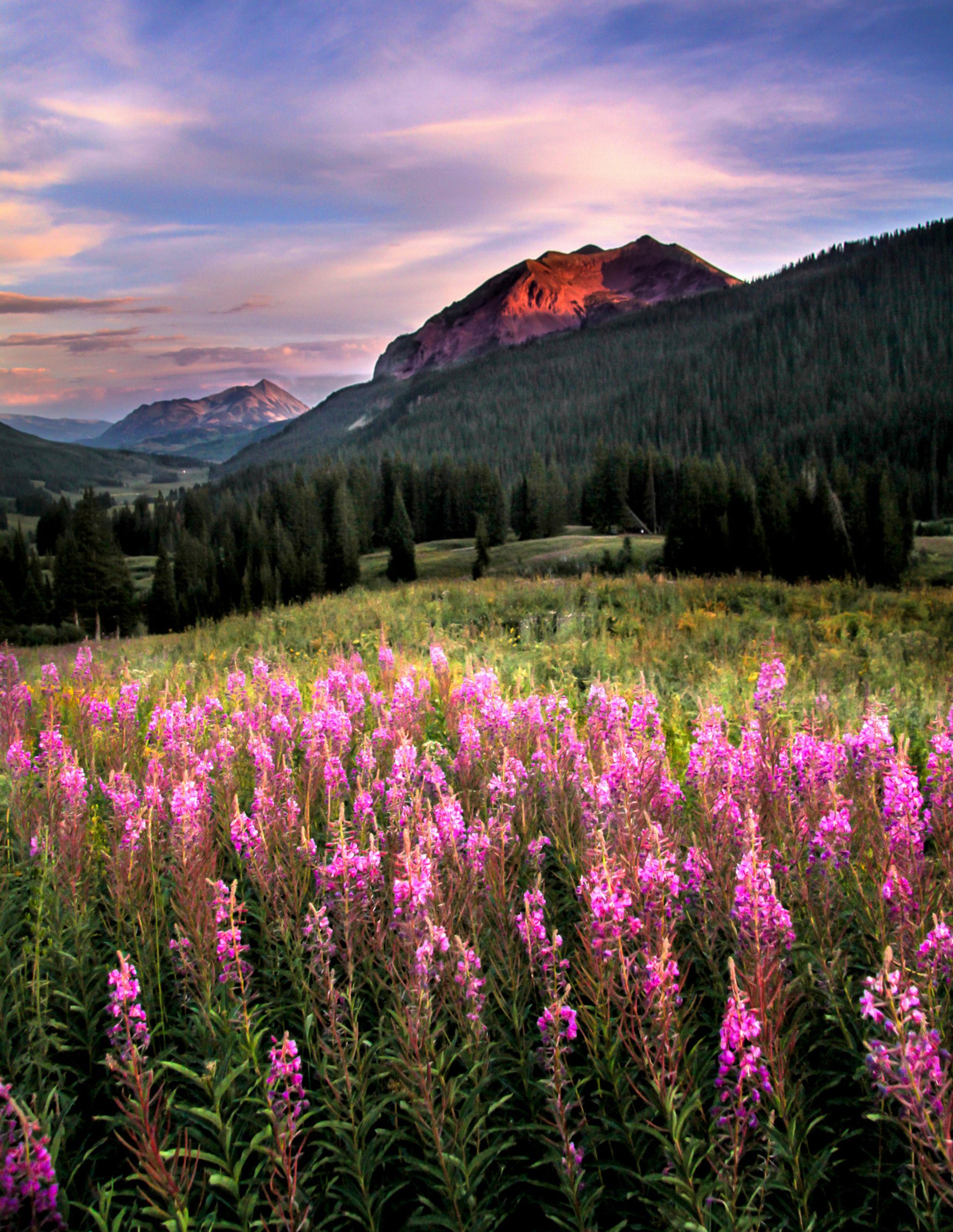 This Charming Town Is the Wildflower Capital of Colorado — Here's When to  Visit to See the Blooms Peak