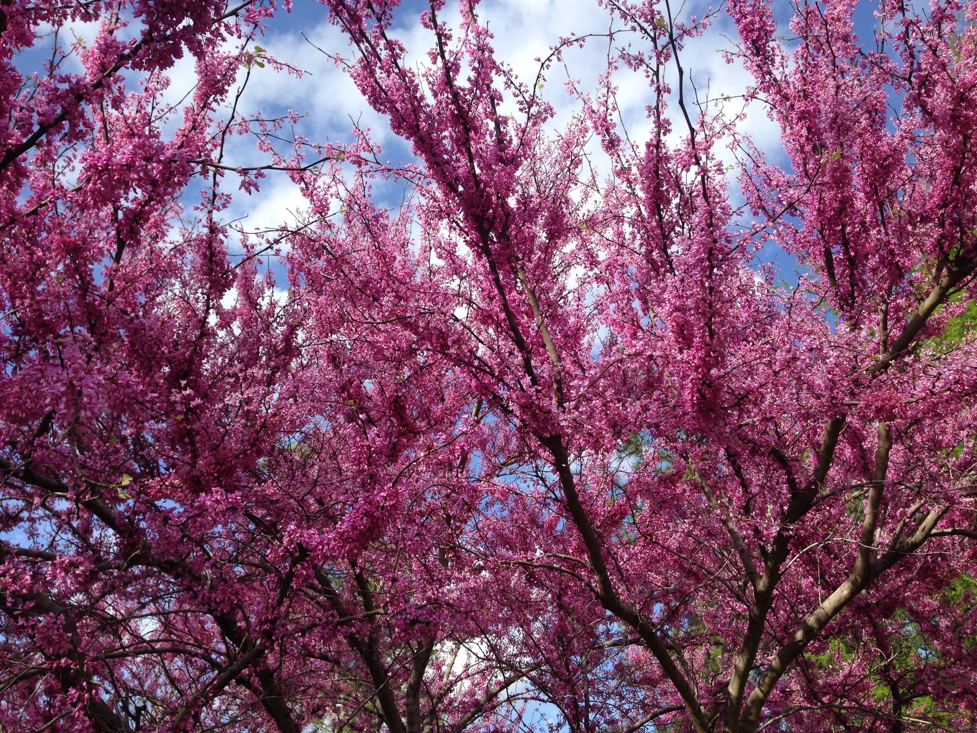 Best Time to See Cherry Blossom in Texas 2024 When to See Rove.me