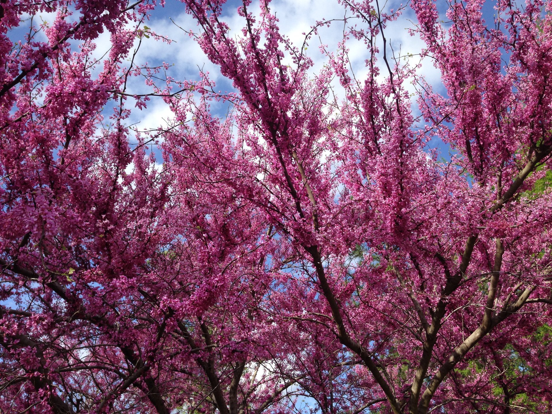 Washington da bienvenida a la primavera con los cerezos en flor