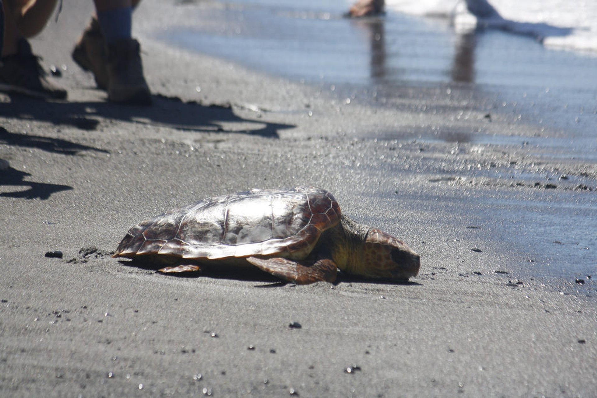 La Caouanne (Caretta caretta)