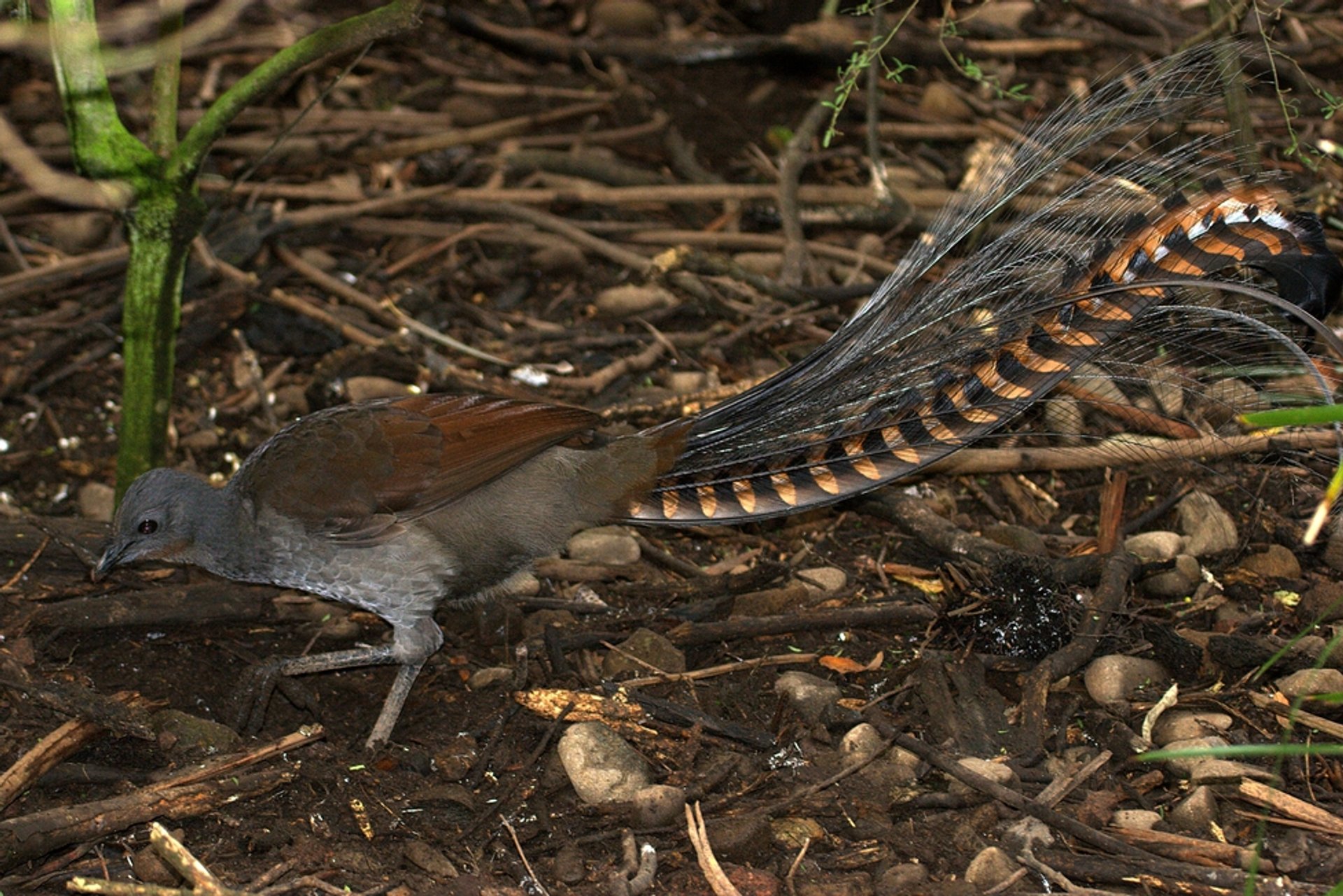 Vogelbeobachtung