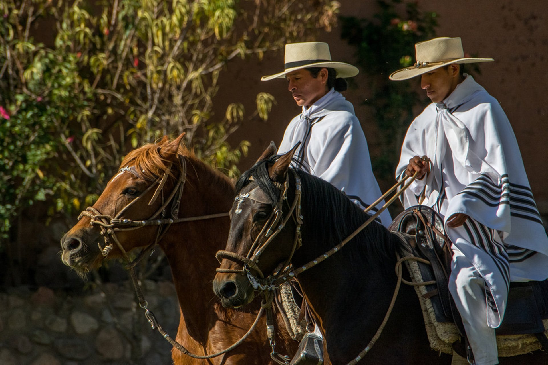 Peruvian Paso Horse Competitions