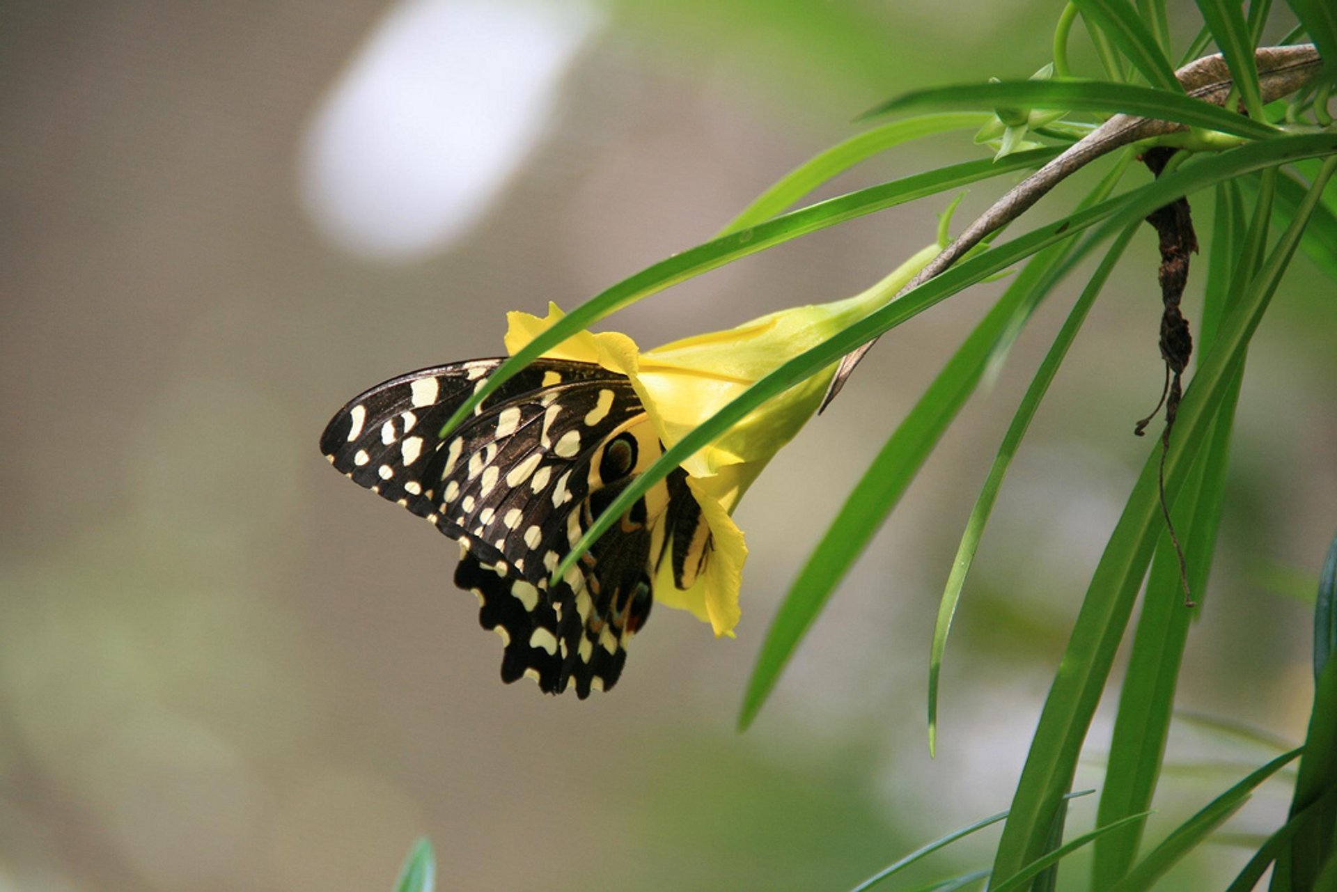 Butterflies